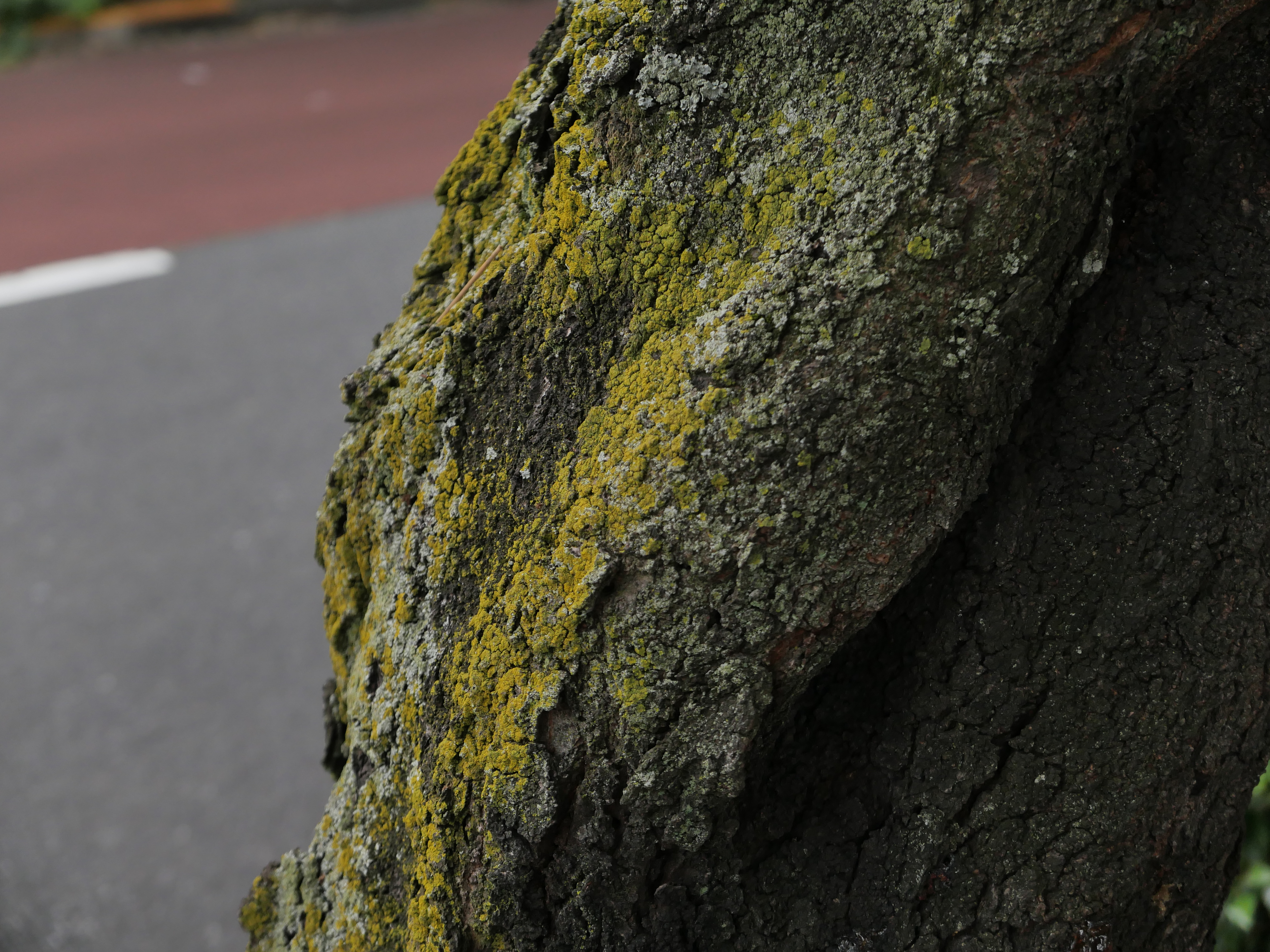 ライカD-LUX8／32mm（70mm相当）／1/500秒・F2.8／ISO 400