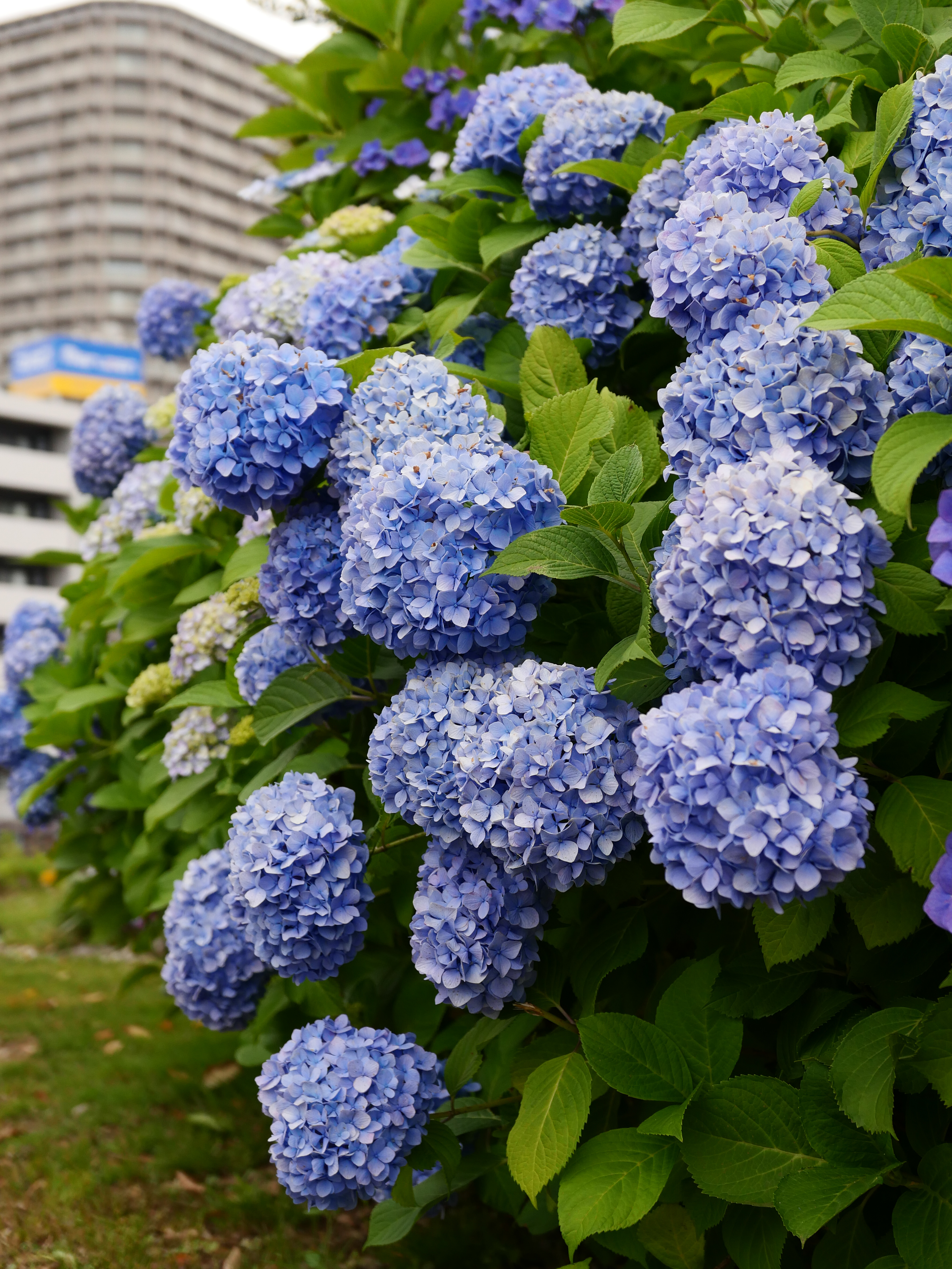 ライカD-LUX8／28mm（61mm相当）／1/1,000秒・F2.8／ISO 400