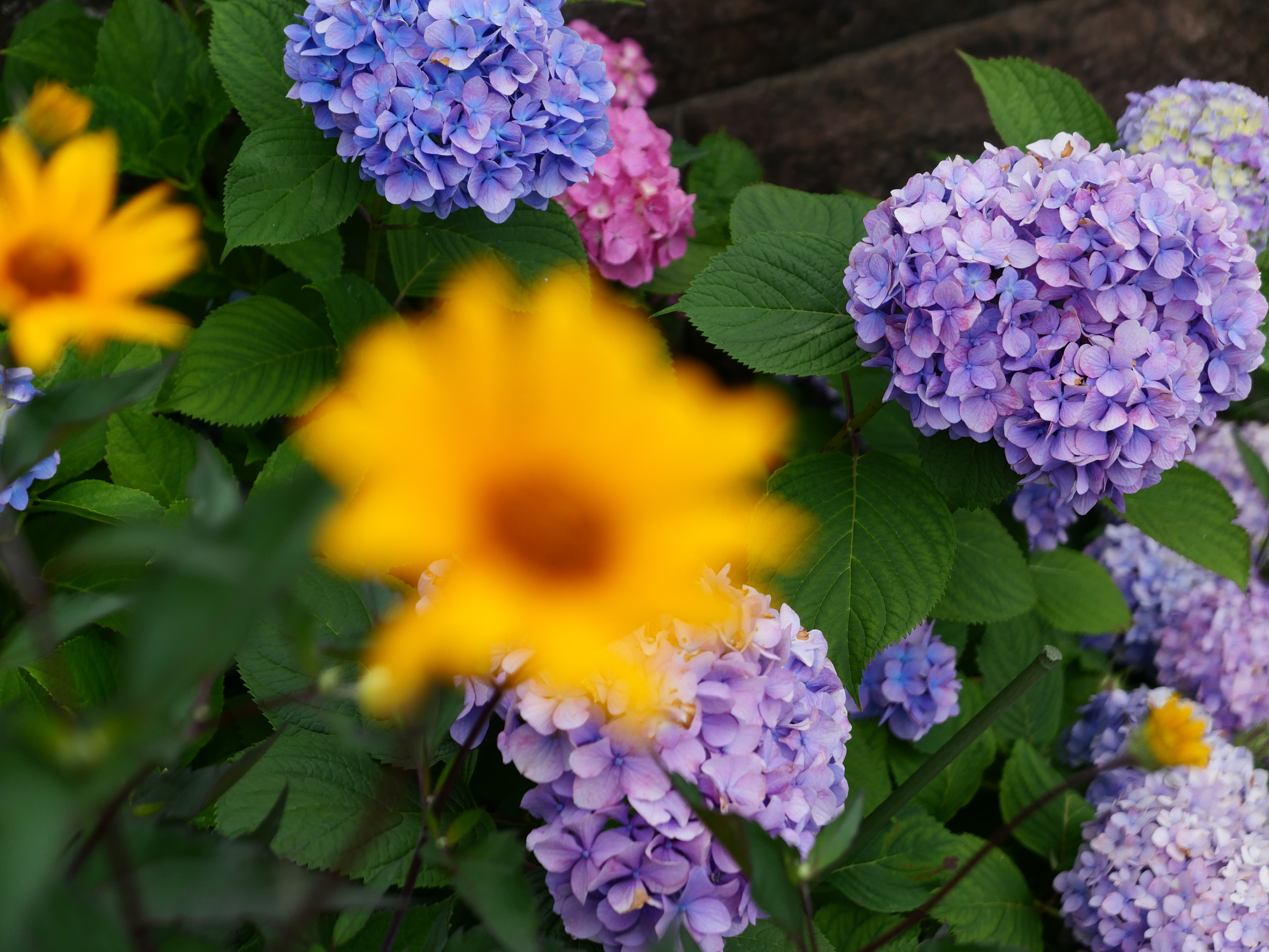 なかなか手前の黄色い花にピントが合わないなと