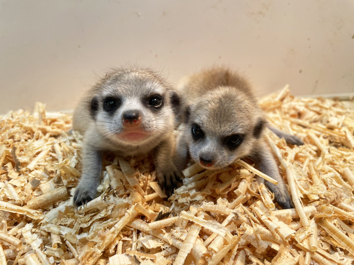 ミーアキャットの赤ちゃん