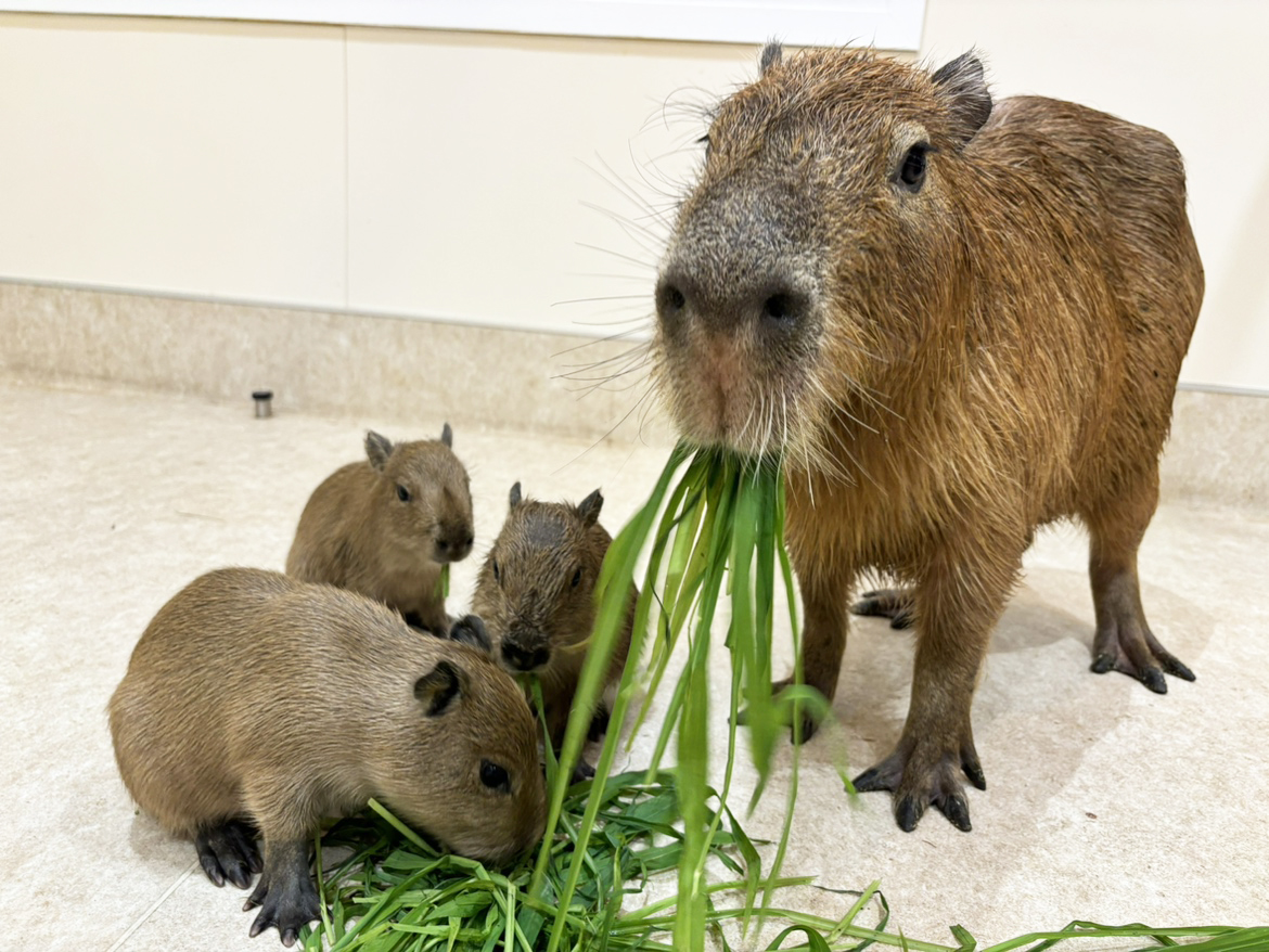 カピバラの親子