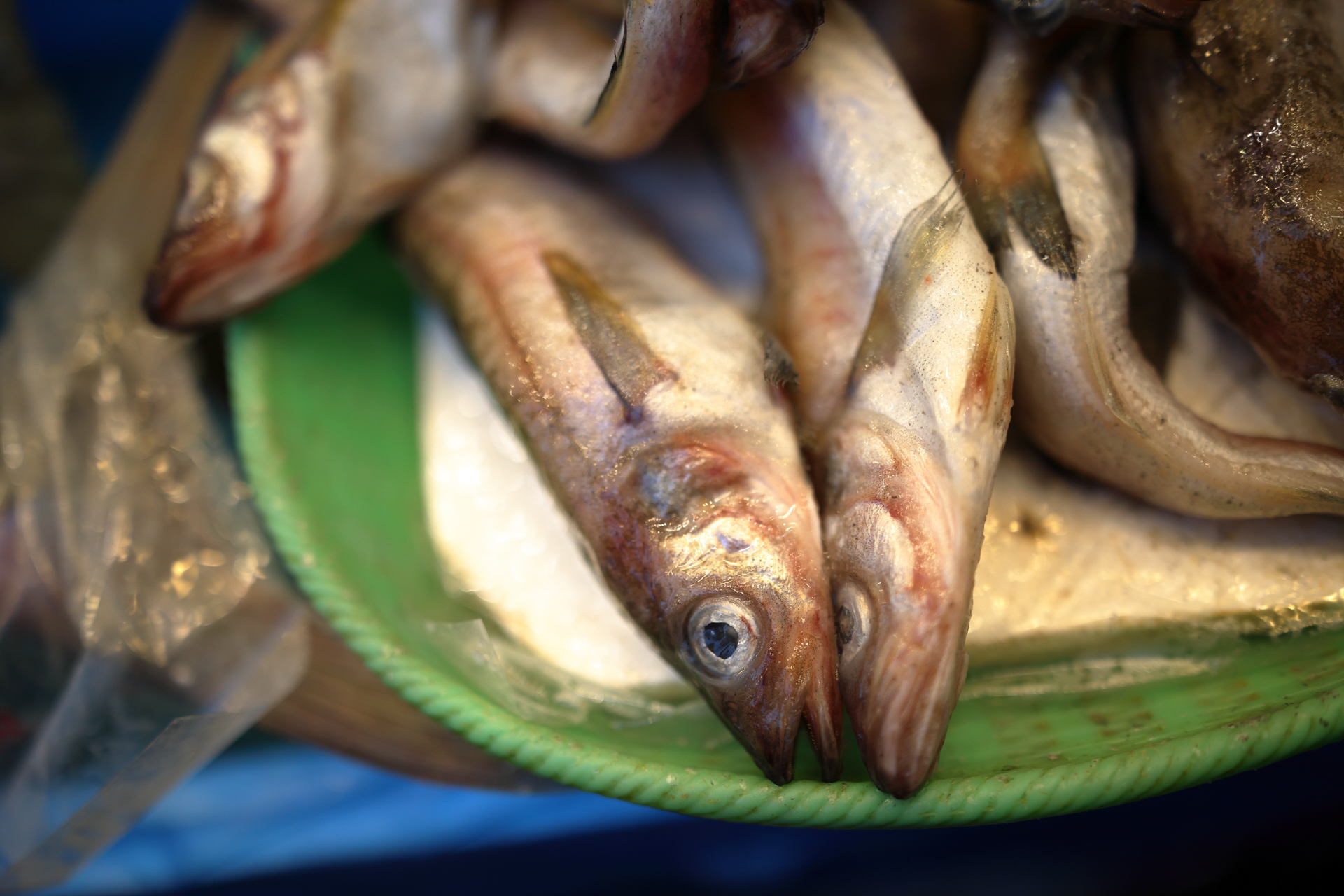 魚屋さんの店頭。レンズを向けたら目玉のところにすっとフォーカスを合わせにいくEOS R6 Mark II。当たり前と言えばそうだけど。質感描写が良くて、艶かしい感じで写るレンズです。<br><span class="fnt-85">キヤノン EOS R6 Mark II／RF35mm F1.4 L VCM／絞り優先AE（1/2,500秒、F1.4、−0.7EV）／ISO 400</span>