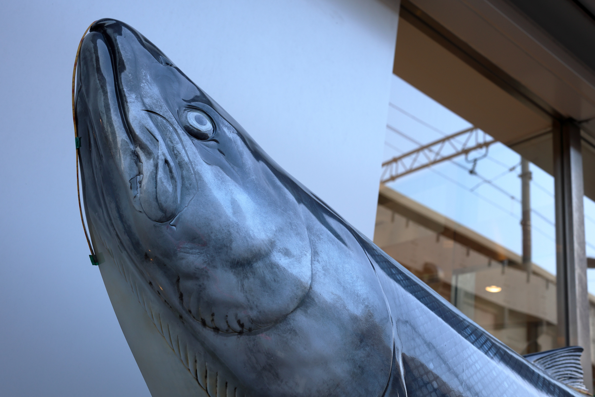 鮭の模型だと思うのですがそれでも湿度があるような描写になるのに感心しております。窓のリフレクションも良い感じです。<br><span class="fnt-85">キヤノン EOS R6 Mark II／RF35mm F1.4 L VCM／プログラムAE（1/160秒、F4.5、−0.3EV）／ISO 400</span>