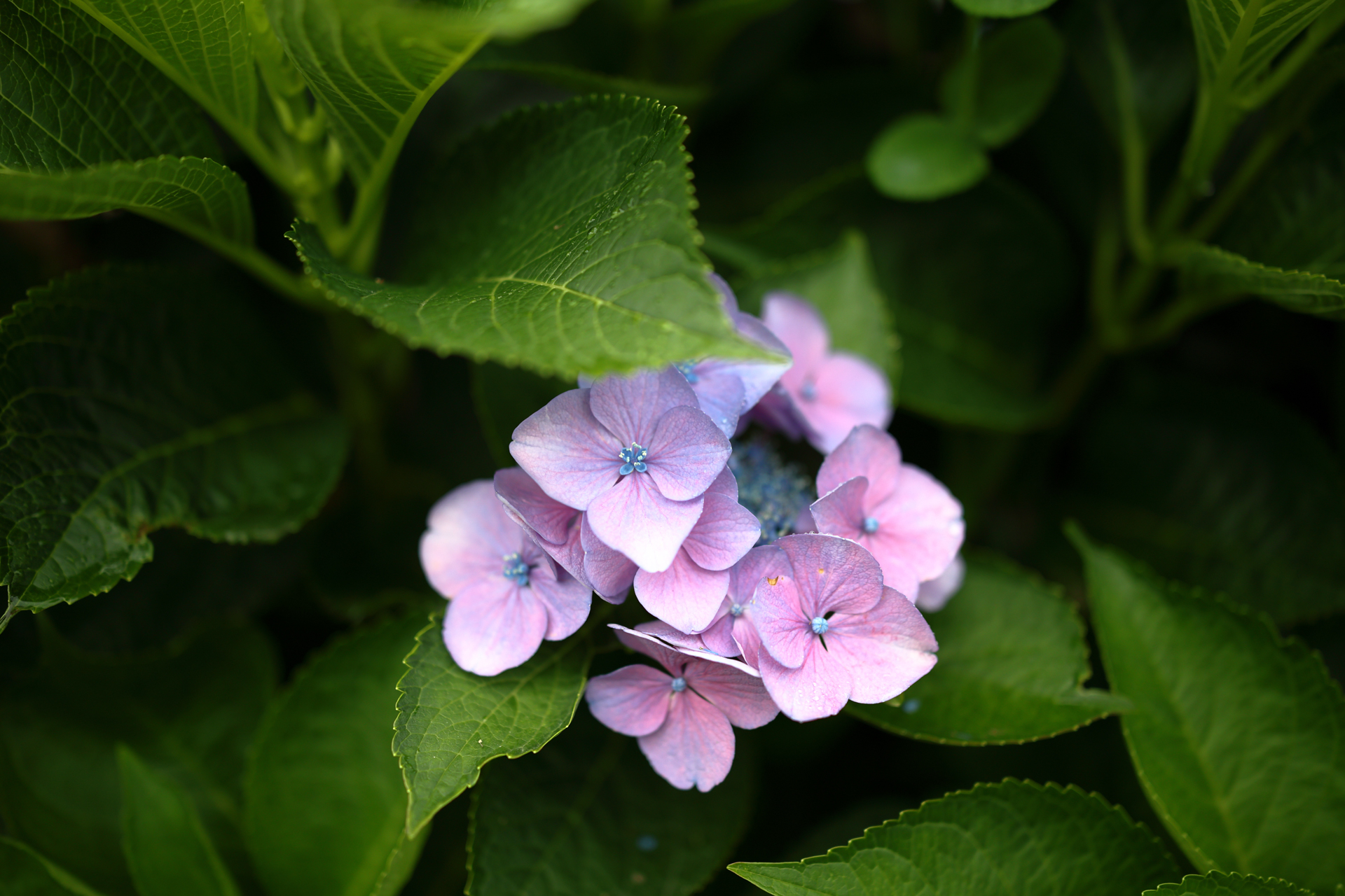 紫陽花も、作例の定番ですが、もうおしまいですよね。あまりにも質感描写が素晴らしくて、つい選んでしまいました。<br><span class="fnt-85">キヤノン EOS R6 Mark II／RF35mm F1.4 L VCM／絞り優先AE（1/500秒、F1.4、−0.7EV）／ISO 200</span>