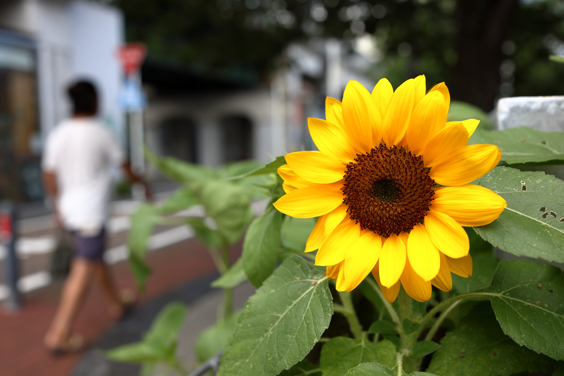 最近は背の低いひまわりもあるんですね。背景がどういうところか思い出すために少し絞り込んで様子を見てみましたが、街角のリアリティがあります。<br><span class="fnt-85">キヤノン EOS R6 Mark II／RF35mm F1.4 L VCM／プログラムAE（1/160秒、F4.5、−0.3EV）／ISO 100</span>