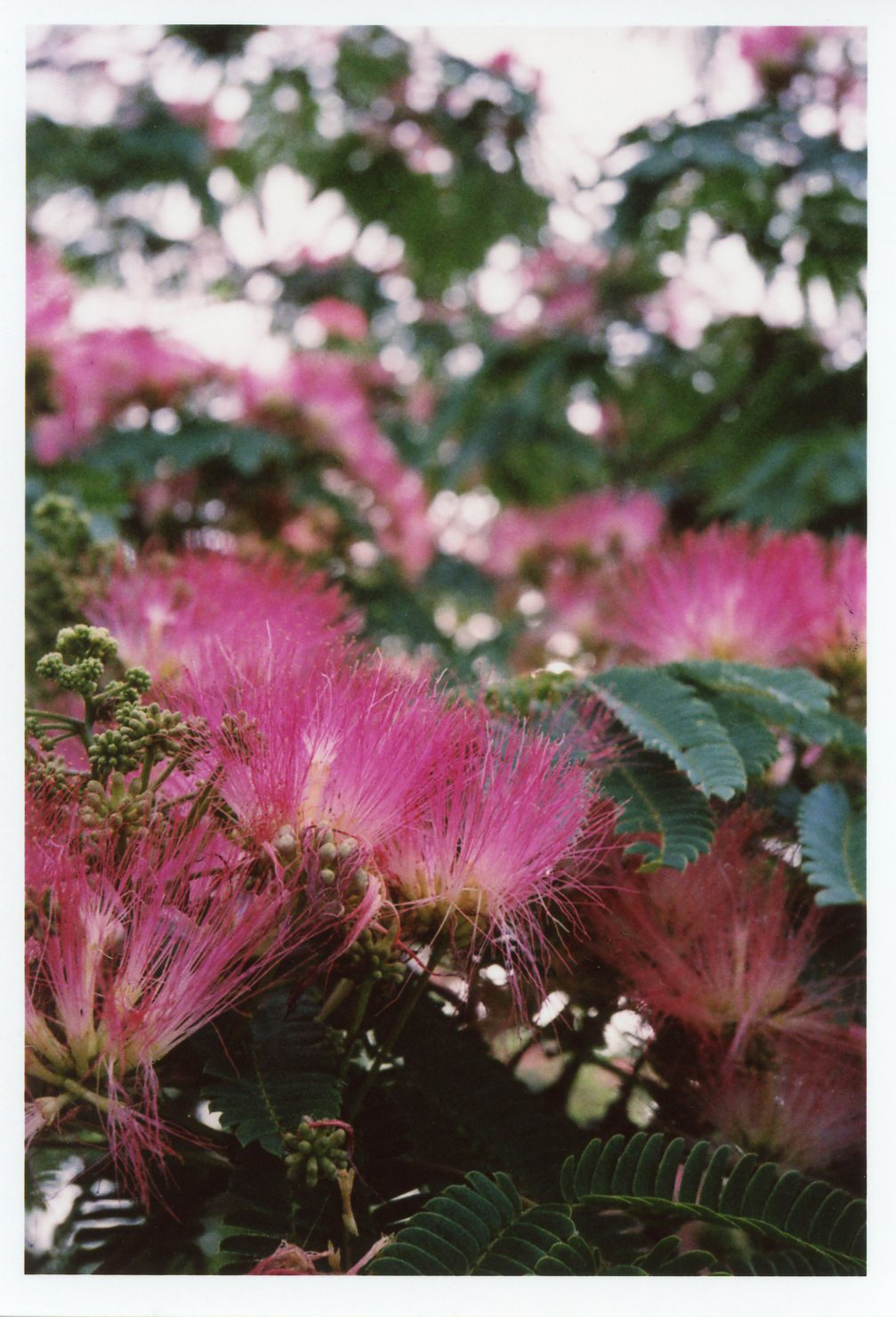 PENTAX 17 / 撮影モード：BOKEH / ゾーンフォーカス：マクロ / 露出補正：＋1EV / フィルム：フジカラー SUPERIA PREMIUM 400