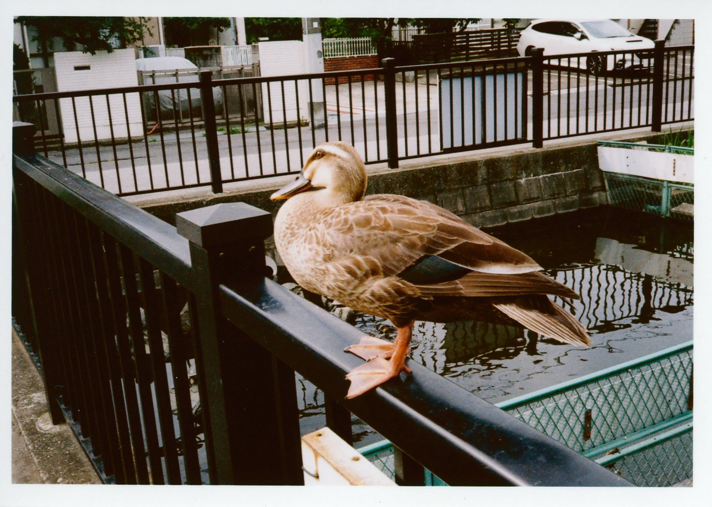 PENTAX 17 / 撮影モード：P / ゾーンフォーカス：テーブルフォト / 露出補正：＋1EV / フィルム：Kodak ColorPlus 200