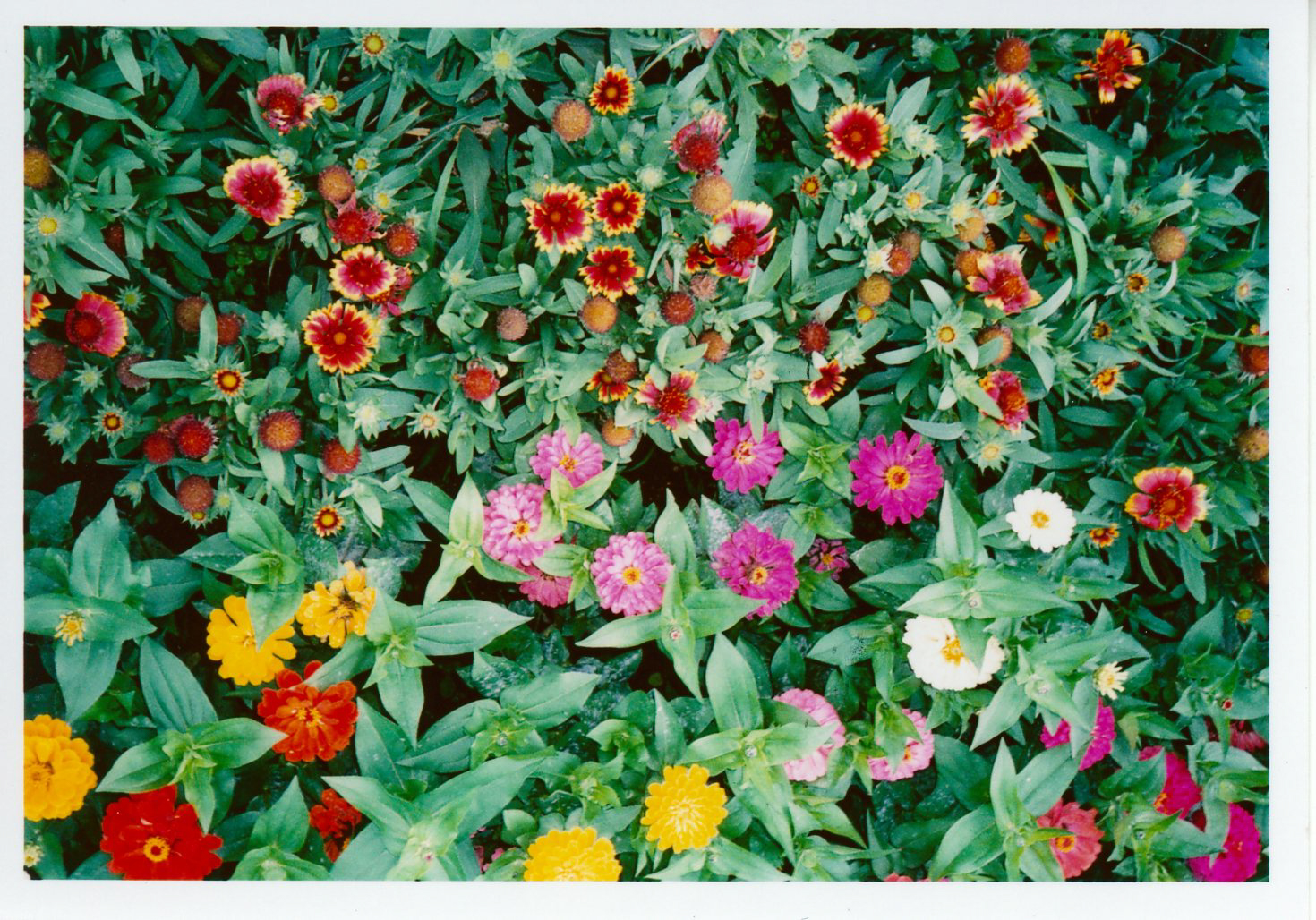 PENTAX 17 / 撮影モード：AUTO / パンフォーカス / 露出補正：＋1EV / フィルム：フジカラー SUPERIA PREMIUM 400