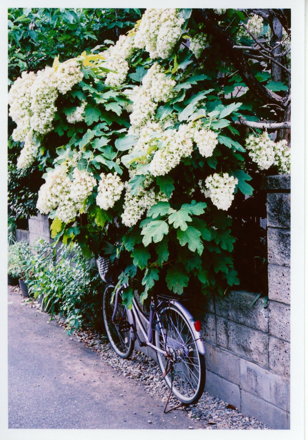 PENTAX 17 / 撮影モード：P / ゾーンフォーカス：中距離 / 露出補正：＋1EV / フィルム：フジカラー SUPERIA PREMIUM 400