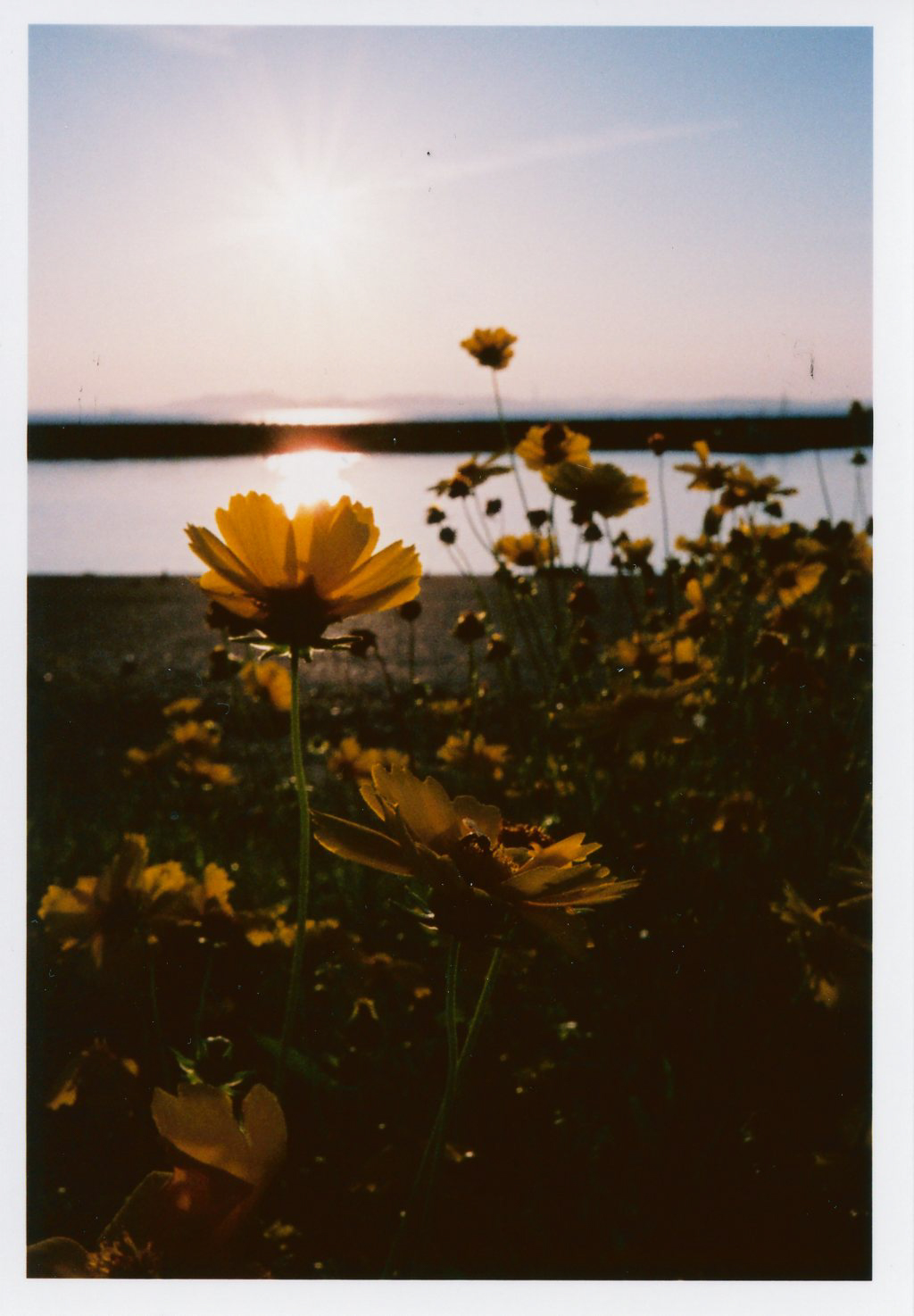 PENTAX 17 / 撮影モード：BOKEH/ ゾーンフォーカス：マクロ / 露出補正：±0EV / フィルム：フジカラー SUPERIA PREMIUM 400