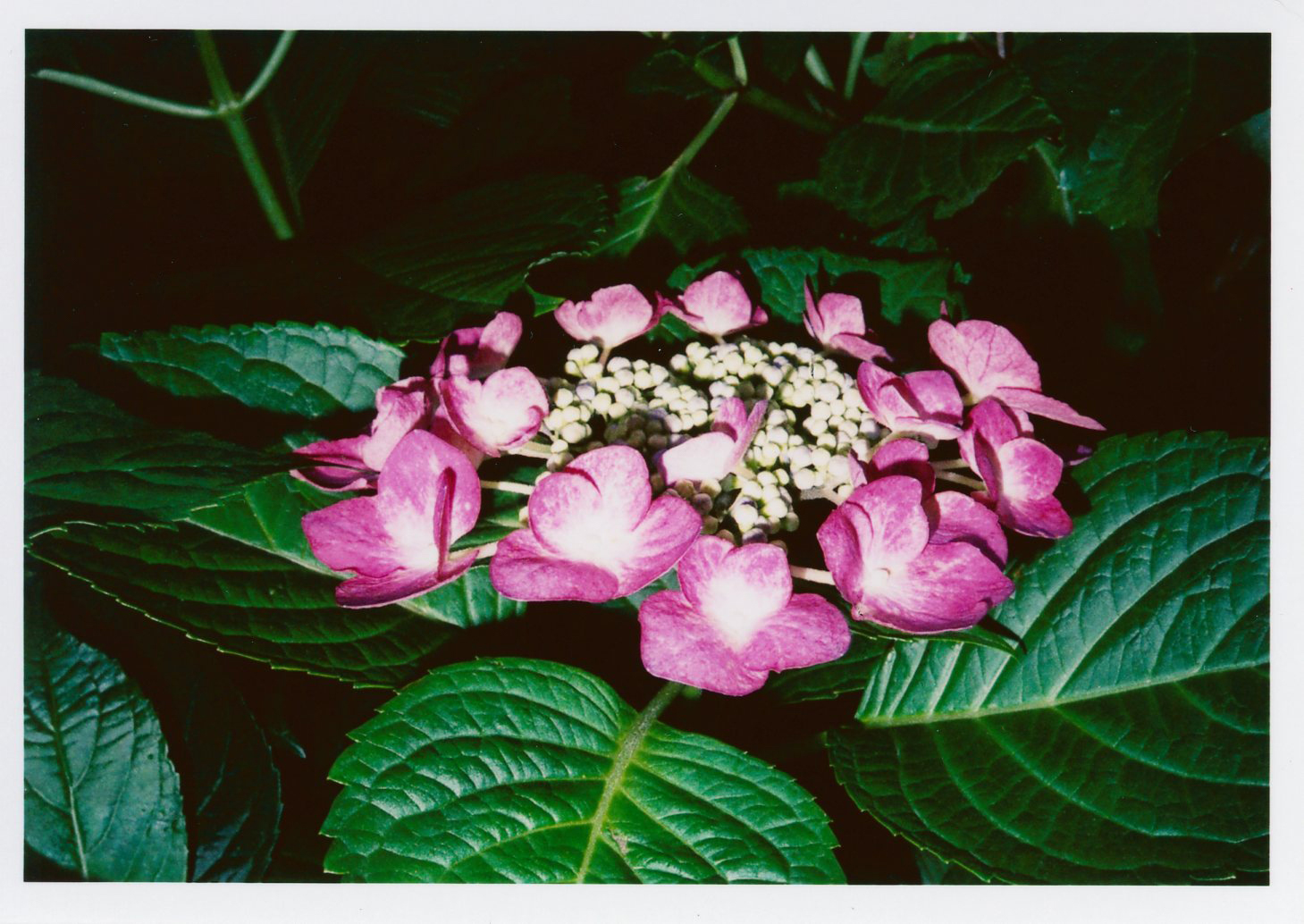 PENTAX 17 / 撮影モード：日中シンクロ / ゾーンフォーカス：マクロ / 露出補正：±0EV / フィルム：Kodak ColorPlus 200