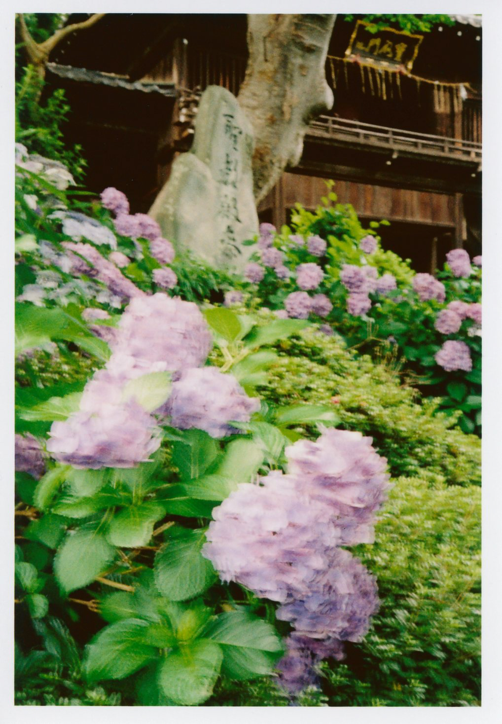 PENTAX 17 / 撮影モード：低速シンクロ / ゾーンフォーカス：至近距離 / 露出補正：＋1.0EV / フィルム：Kodak ColorPlus 200