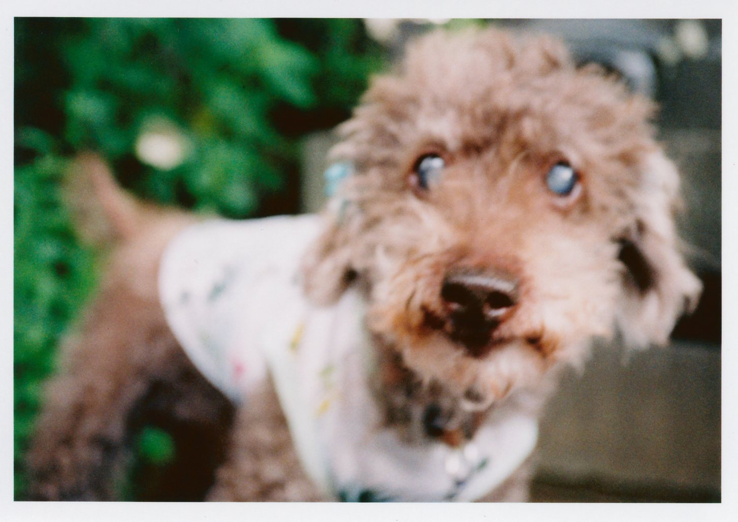 PENTAX 17 / 撮影モード：BOKEH / ゾーンフォーカス：マクロ / 露出補正：＋1EV / フィルム：Kodak ColorPlus 200