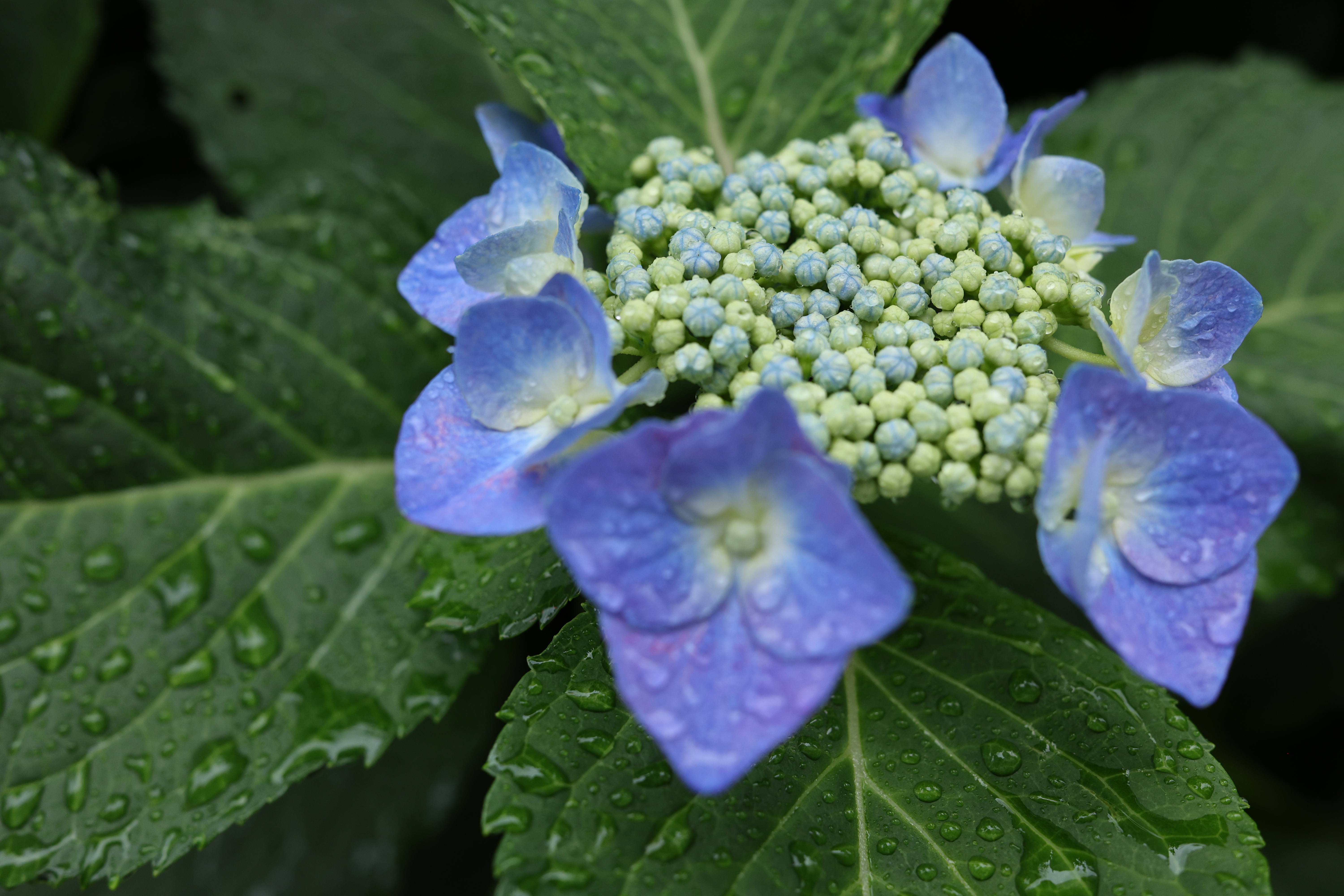 最短撮影距離である0.28m付近での撮影。解像力も申し分ない上に、前後とも二線ボケ傾向は見られない<br><span class="fnt-85">キヤノン EOS R6 Mark II／RF35mm F1.4 L VCM／絞り優先AE（1/60秒、F4.0、±0.0EV）／ISO 800</span>