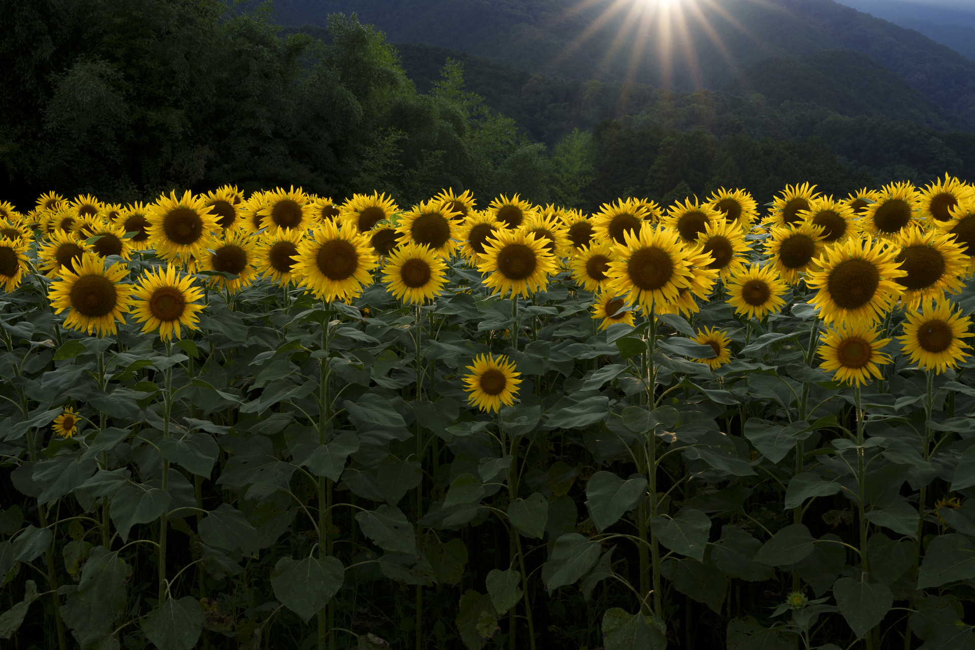 あえて画角内に太陽を入れず、力強い光条で夕日を表現。フレアやゴーストを抑えつつ光条を入れるには上下の角度が重要だ。G4で垂直方向のノブを微調整してベストな入り方を探った<br><span class="fnt-85">ソニー α7 IV／FE 24-70mm F2.8 GM II／43mm／絞り優先AE（F16、1/200秒、－1.5EV）／ISO 400／WB：太陽光</span>