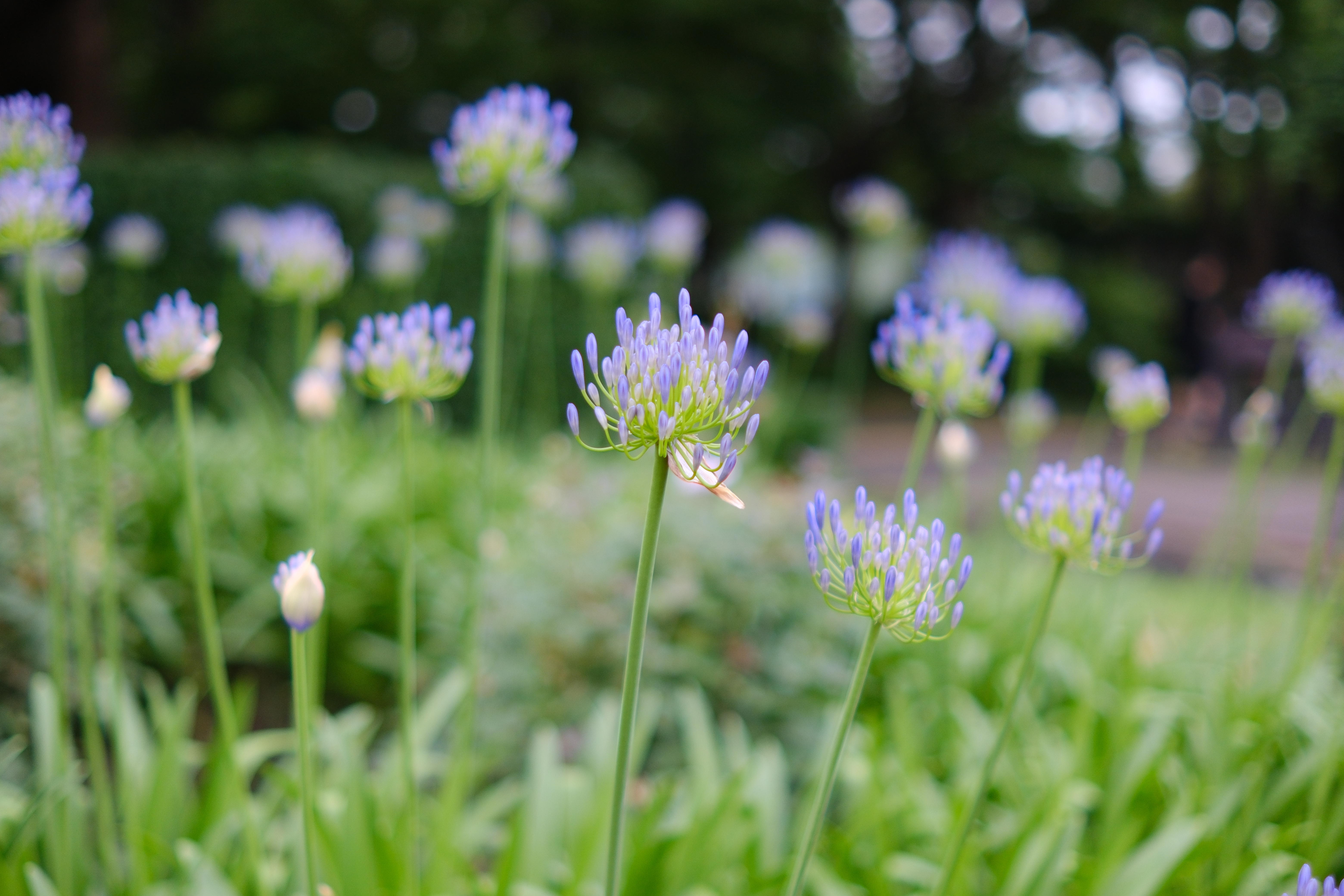 富士フイルム X-H2S／SIRUI Sniper 33mm F1.2／33mm（49.5mm相当）／絞り優先AE（1/1,000秒、F1.2、＋0.3EV）／ISO 400