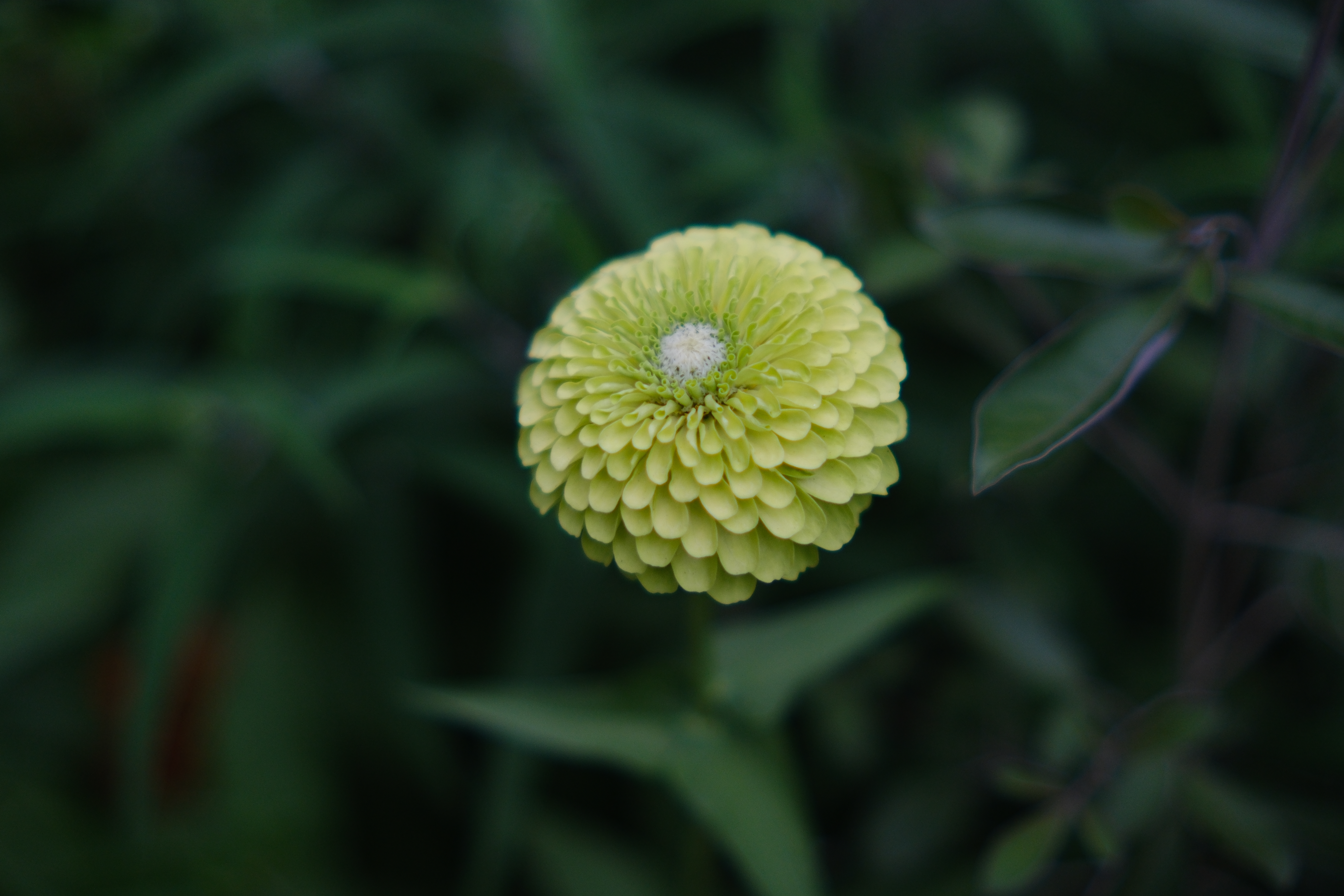 富士フイルム X-H2S／SIRUI Sniper 33mm F1.2／33mm（49.5mm相当）／絞り優先AE（1/2,900秒、F1.2、−1.3EV）／ISO 400