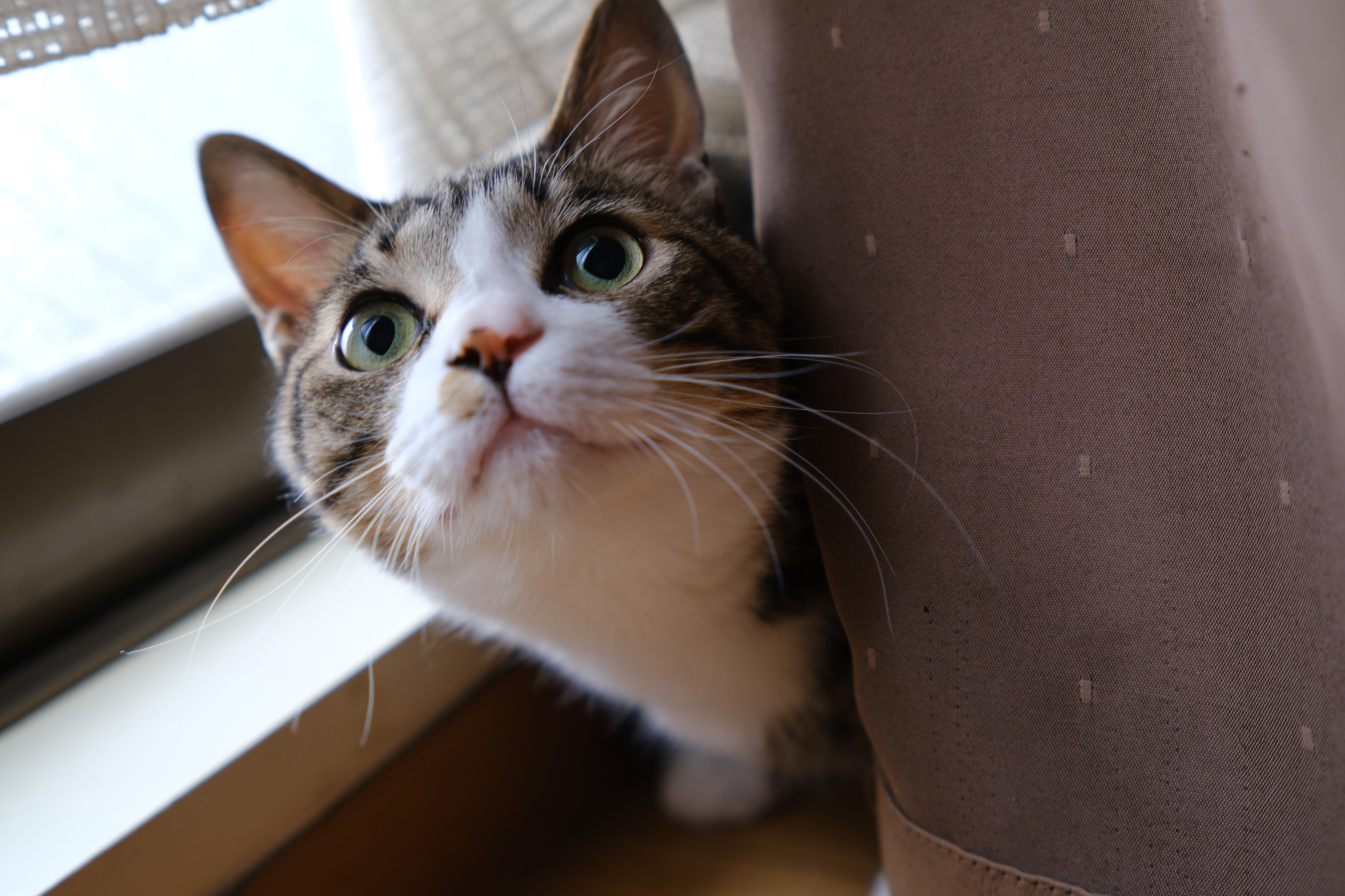 富士フイルム X-H2S／SIRUI Sniper 33mm F1.2／33mm（49.5mm相当）／絞り優先AE（1/50秒、F2.8、±0.0EV）／ISO 400