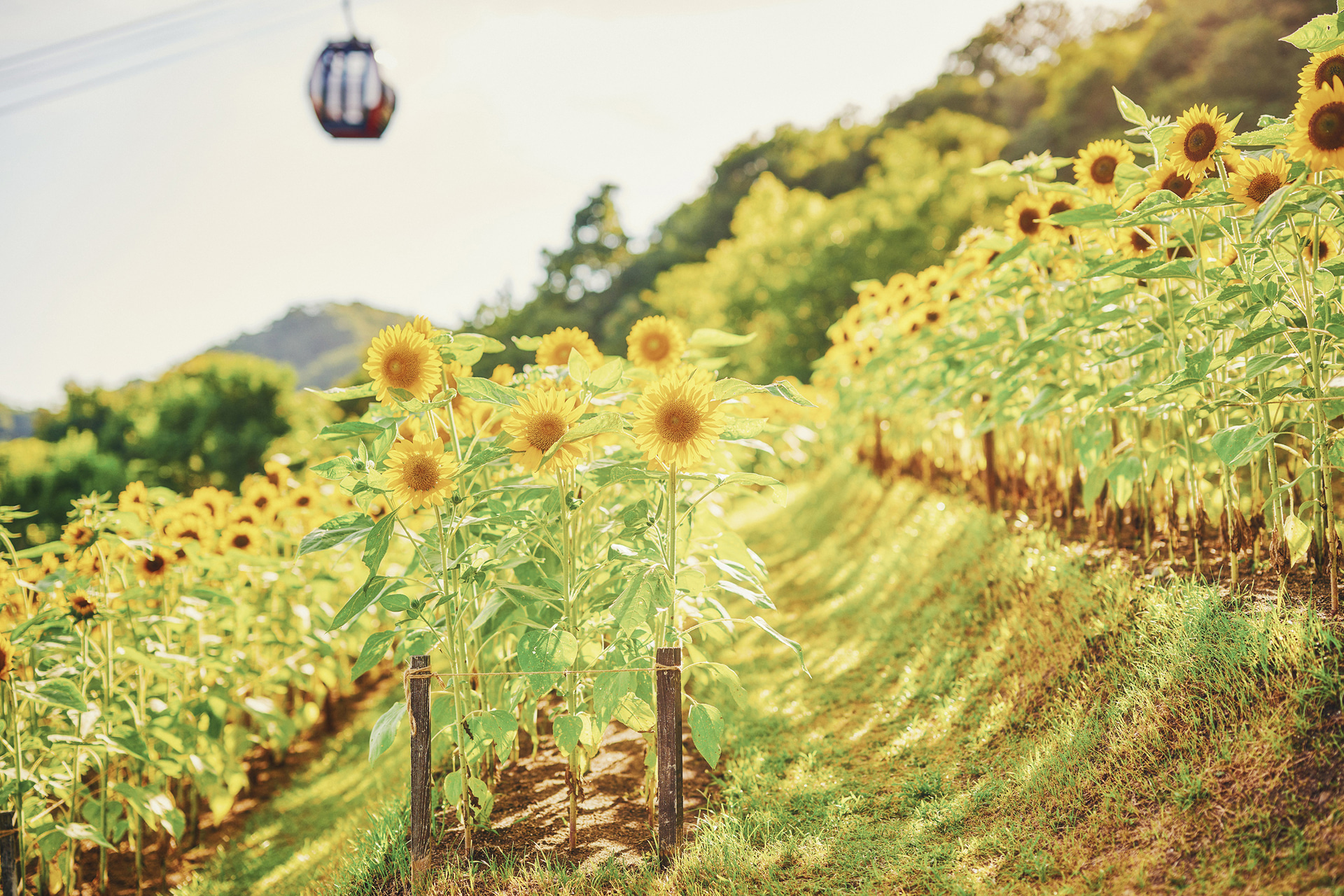 風の丘フラワー園