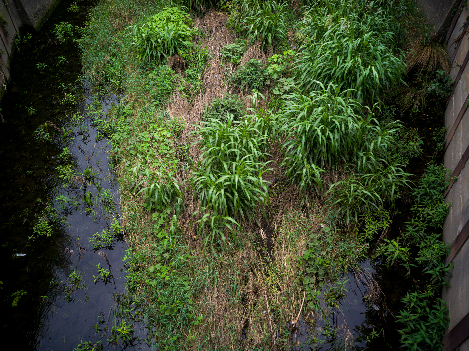 距離計での撮影距離は8ｍと出ました。中央はかなり鮮鋭な描写ですが、画面四隅は落ちますがべつに問題ないですね。<br><span class="fnt-85">ハッセルブラッドSWC/M+CFV II 50C／ビオゴンT* 38mmF4.5／F8／1/500秒／ISO 400／AWB</span>