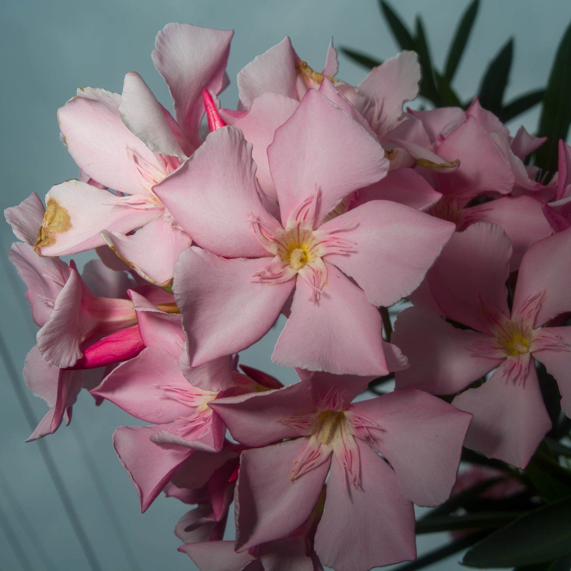 最短撮影距離にて。自分の腕をスケールがわりにして距離設定しました。梅雨空なんで、スピードライトを使って撮影しています。背景の空との露出バランスは無視しましたがうまくいきました。レンズシャッターなのでスピードライトは全速同調します。<br><span class="fnt-85">ハッセルブラッドSWC/M+CFV II 50C／ビオゴンT* 38mmF4.5／F16／1/250秒／ISO 400／AWB</span>