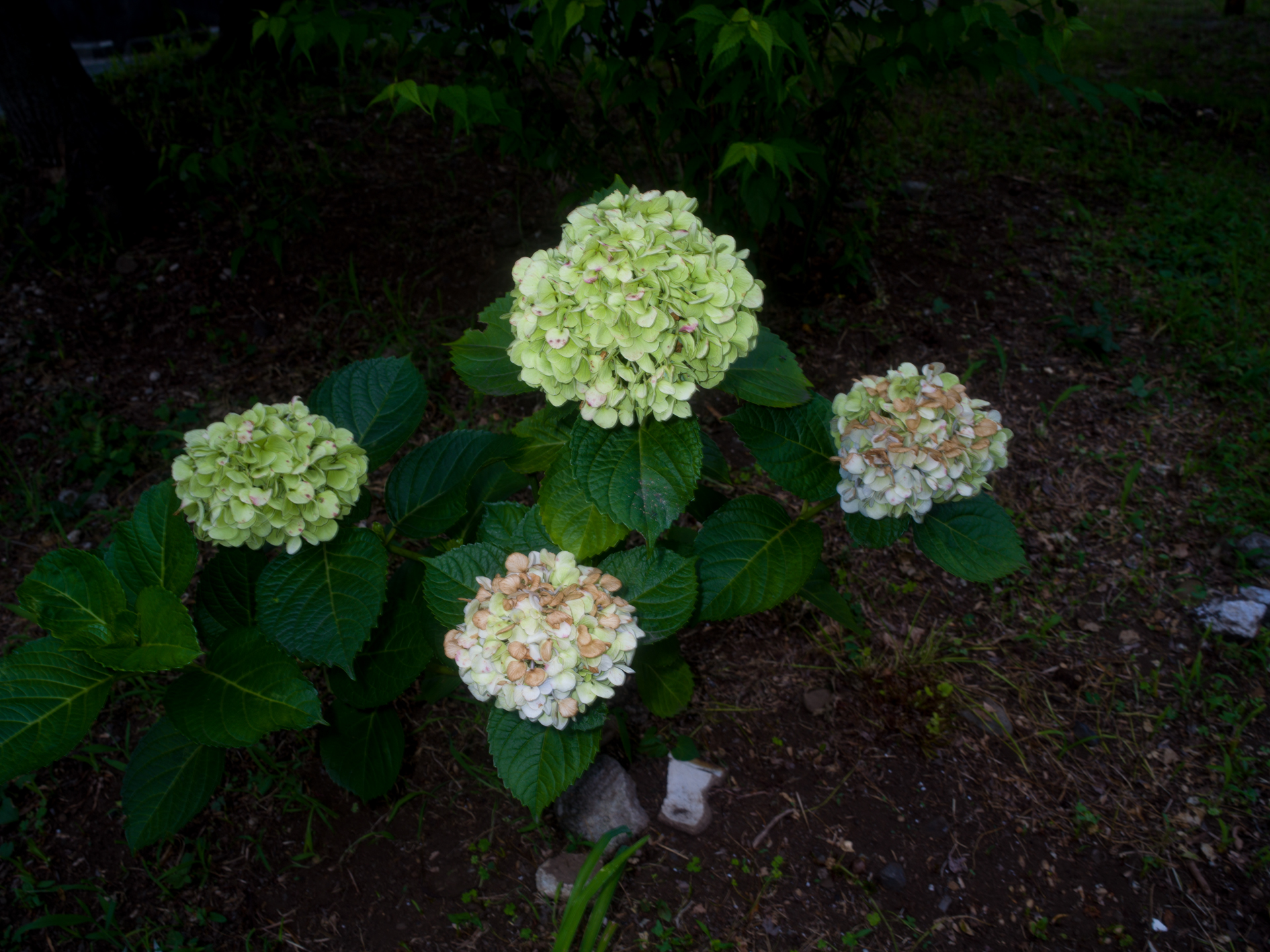 定常光と露出を合わせようとシンクロ撮影していますが、定常光のブレとスピードライトの静止が微妙に重なる謎めいた描写になったので選択してみました。<br><span class="fnt-85">ハッセルブラッドSWC/M+CFV II 50C／ビオゴンT* 38mmF4.5／F16／1/30秒／ISO 400／AWB</span>