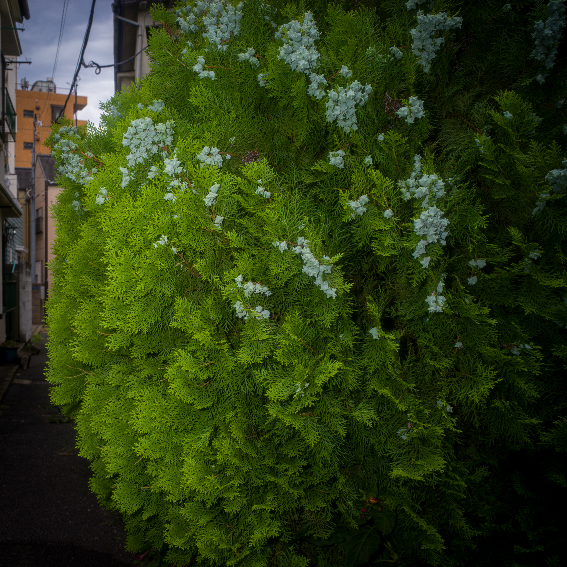 高周波成分多めだとどうかということで1.5mくらいの距離設定して日中シンクロ撮影しましたが、画面中央はなかなか線の細い描写になりました。正方形にトリミングしましたが、画面左方向には光が届きませんでした。<br><span class="fnt-85">ハッセルブラッドSWC/M+CFV II 50C／ビオゴンT* 38mmF4.5／F11／1/250秒／ISO 400／AWB</span>