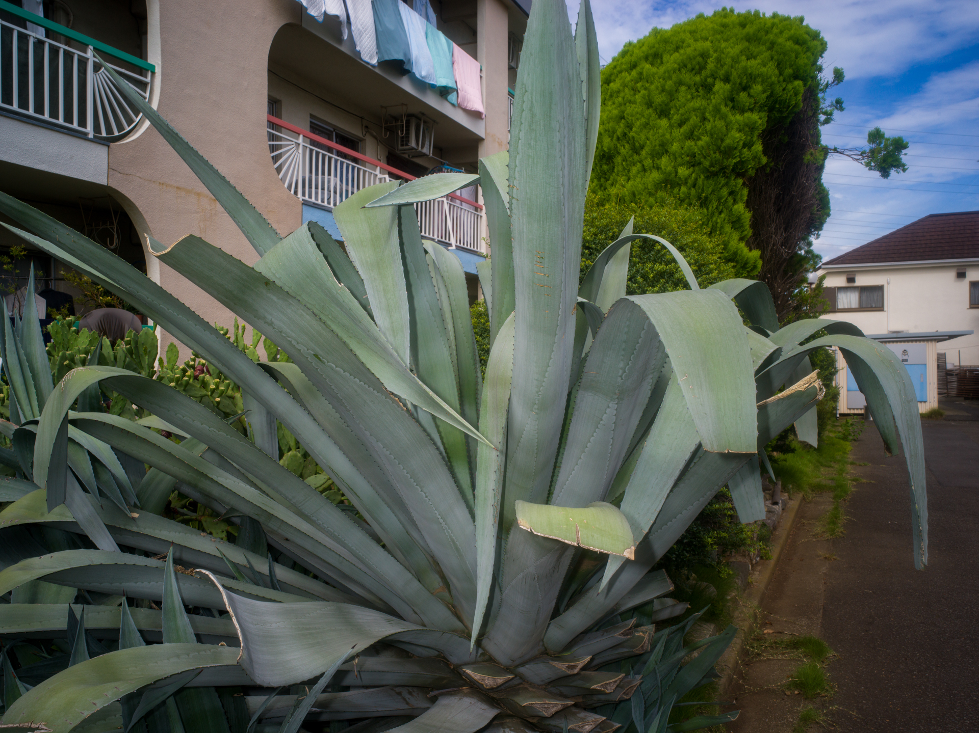 集合住宅の通路を歩いていたら大きな植物を見つけました。不思議な感じでしたので撮影してみました。広角レンズであることは間違いないですが、歪曲収差の補正が良好なので、カメラを水平に構えると、撮影レンズの焦点距離がわからなくなりますね。<br><span class="fnt-85">ハッセルブラッドSWC/M+CFV II 50C／ビオゴンT* 38mmF4.5／F16／1/250秒／ISO 400／AWB</span>