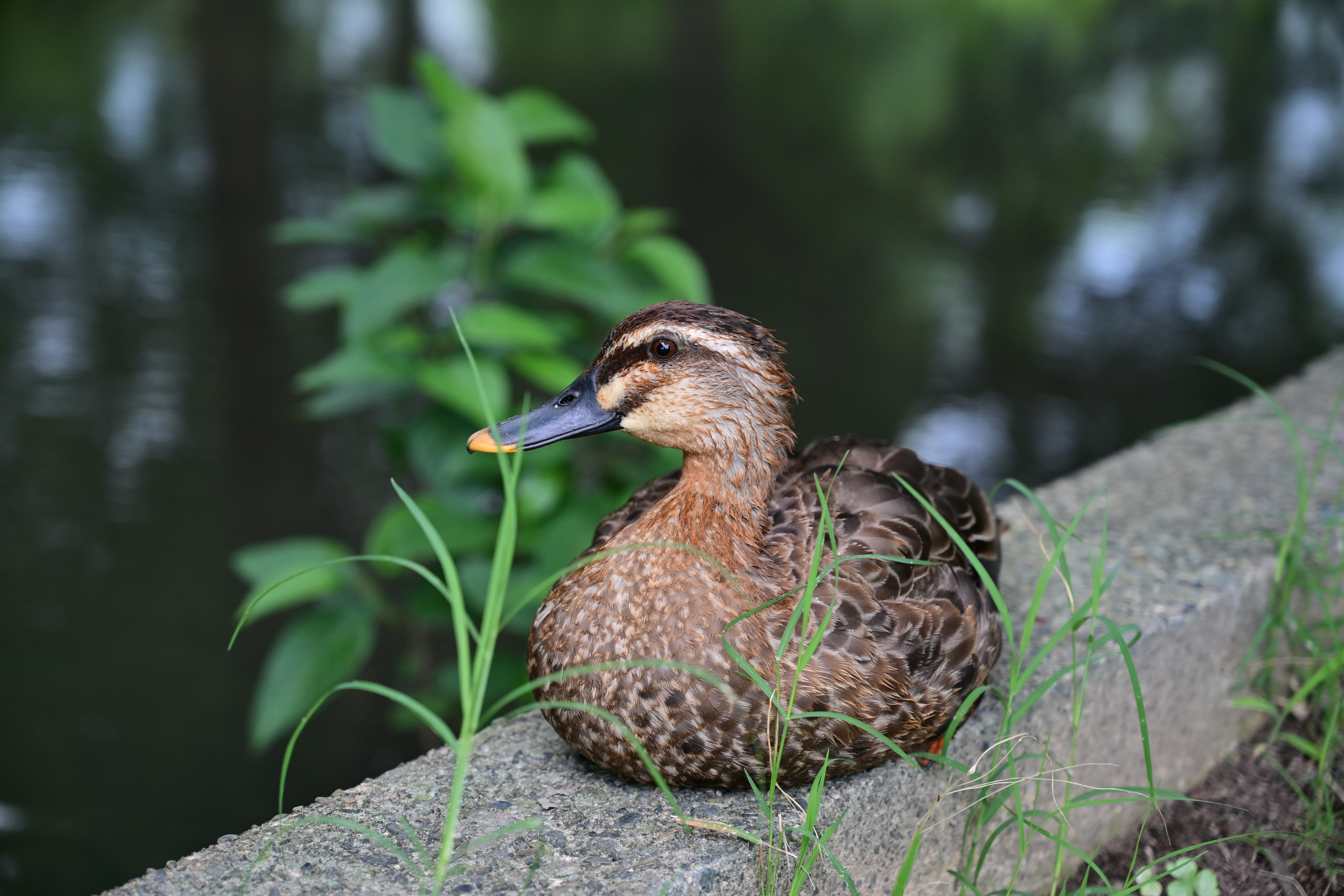 Z6III／NIKKOR Z 24-70mm f/4 S／70mm／絞り優先AE（1/80秒、F4、±0EV）／ISO 320／WB：オート