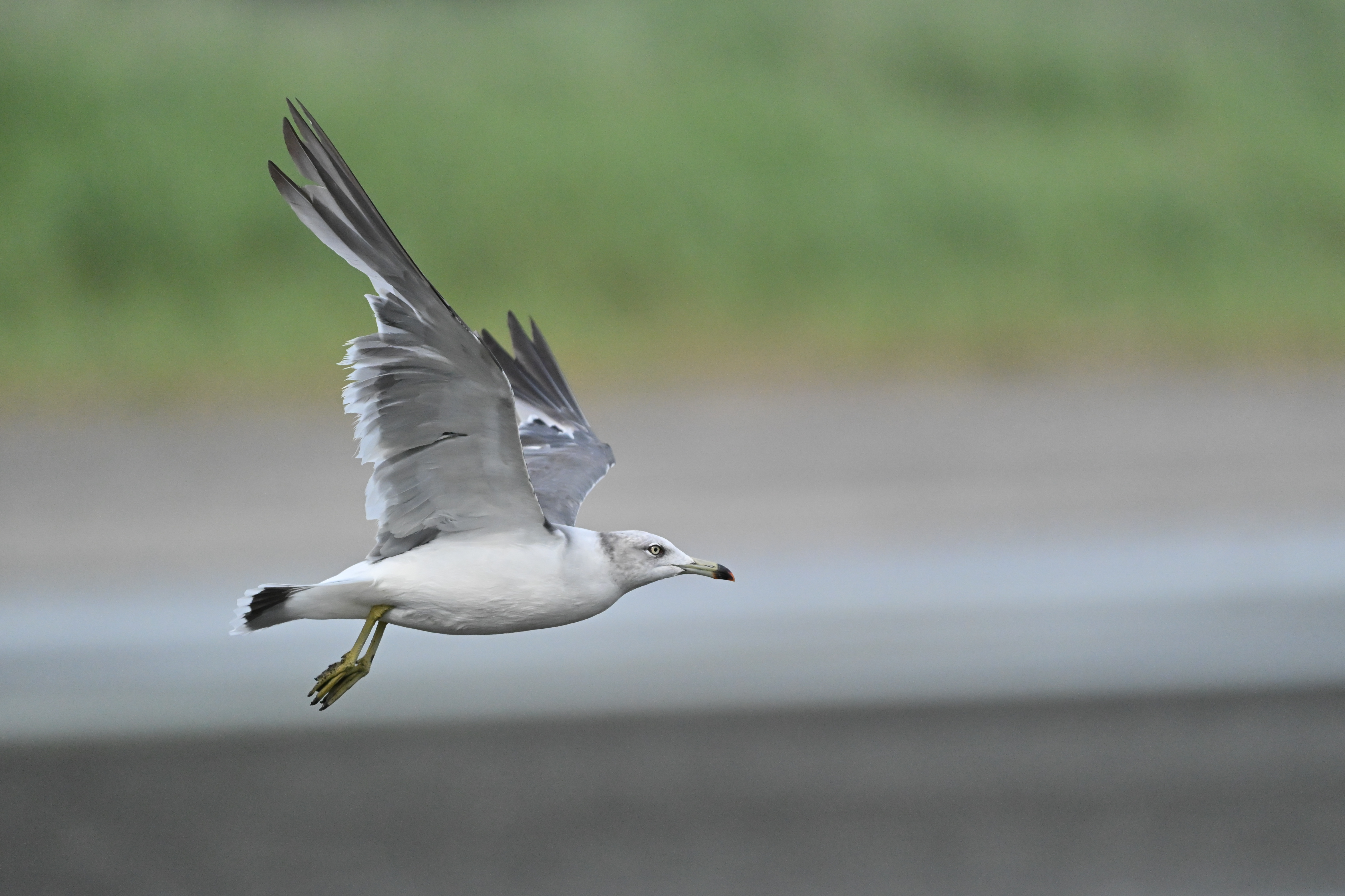 Z6III／NIKKOR Z 180-600mm f/5.6-6.3 VR／600mm／マニュアル露出（1/2,800秒、F6.3）／ISO 5000／WB：オート