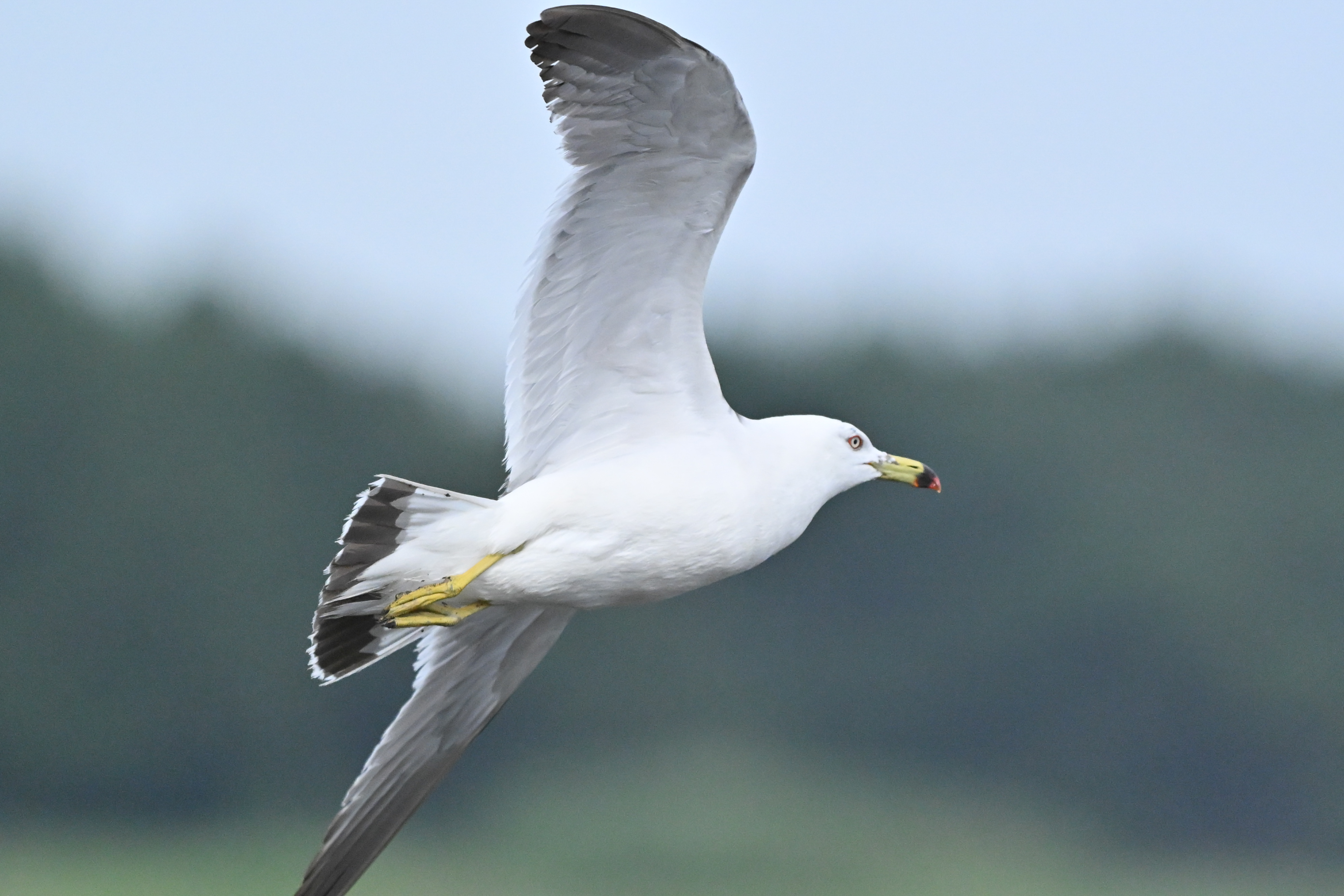 Z6III／NIKKOR Z 180-600mm f/5.6-6.3 VR／600mm／マニュアル露出（1/2,800秒、F6.3）／ISO 5600／WB：オート