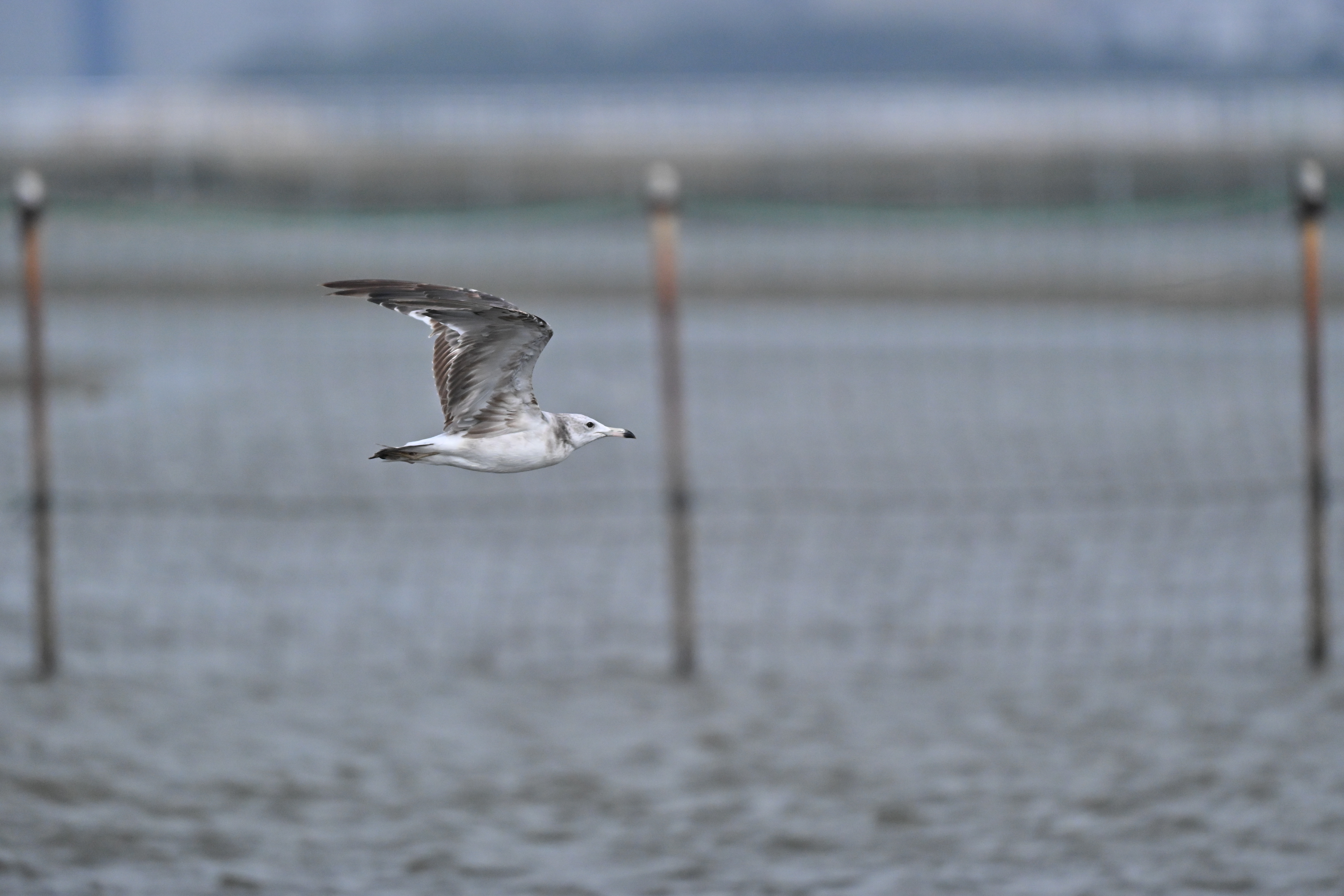 Z6III／NIKKOR Z 180-600mm f/5.6-6.3 VR／600mm／マニュアル露出（1/6,000秒、F6.3）／ISO 4000／WB：オート