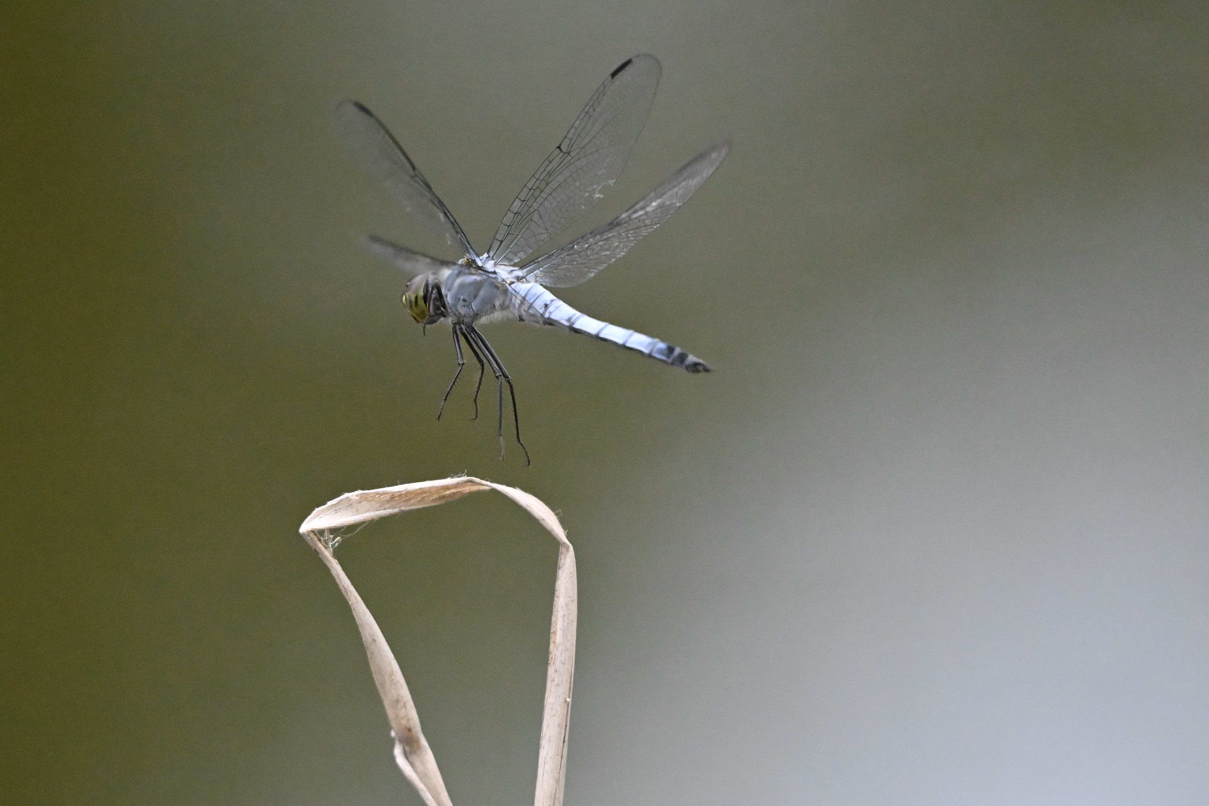 Z6III／NIKKOR Z 180-600mm f/5.6-6.3 VR／600mm／シャッター優先AE（1/4,000秒、F6.3）／ISO 9000／WB：オート