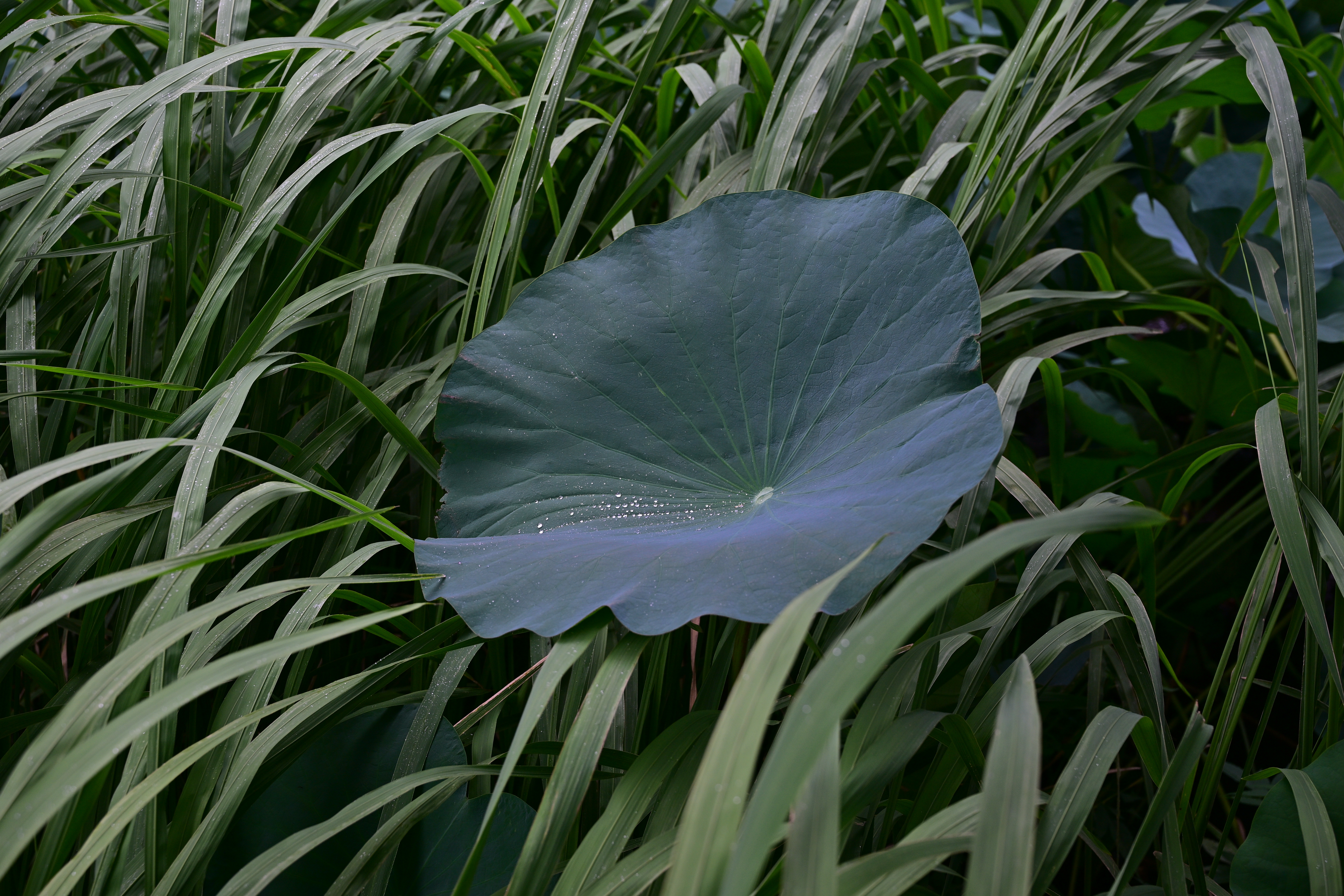 Z6III／NIKKOR Z 24-70mm f/4 S／42mm／絞り優先AE（1/50秒、F5.6、－1.0EV）／ISO 180／WB：オート