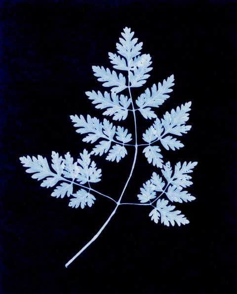 『自然の鉛筆』に収録された植物の葉