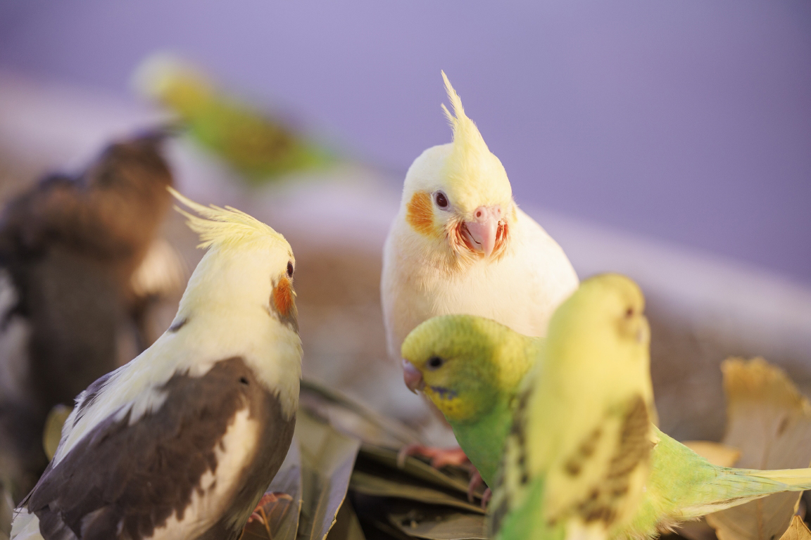 画像はイメージ（以下同じ）