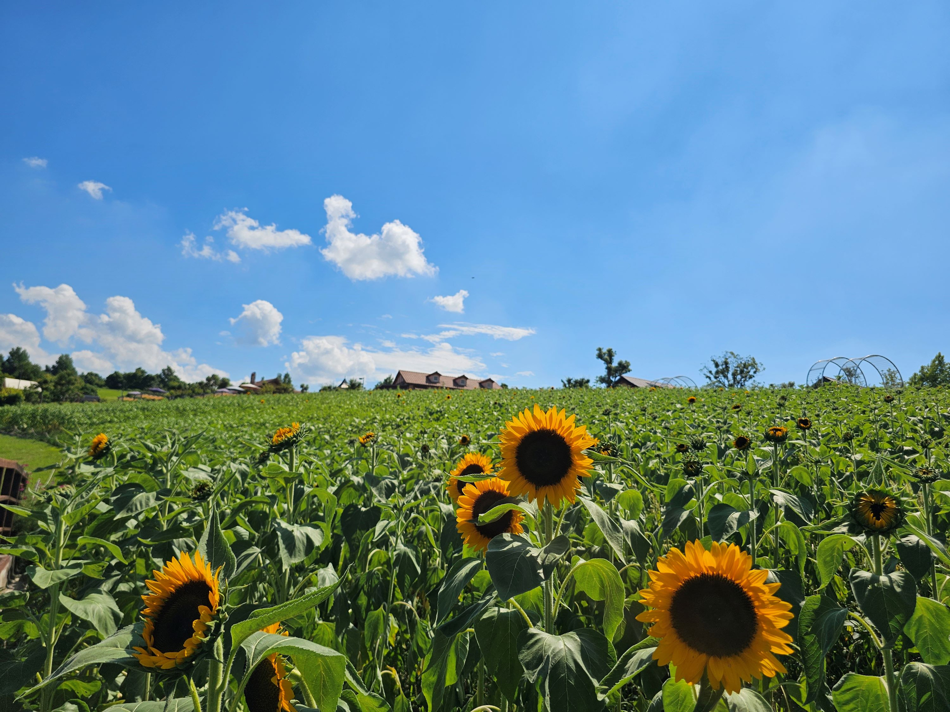 2024年7月22日現在のひまわり畑