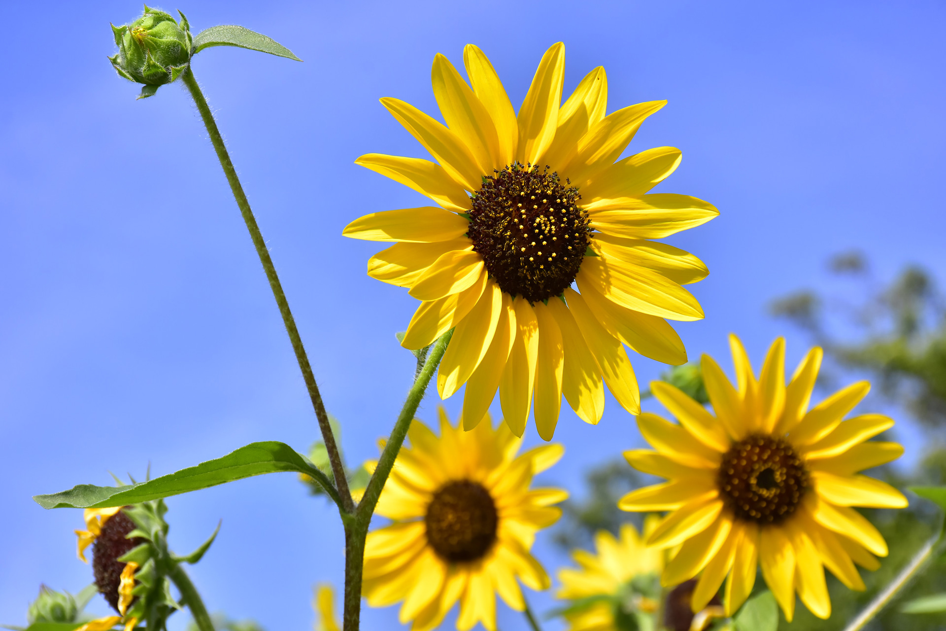 サンフィニティ