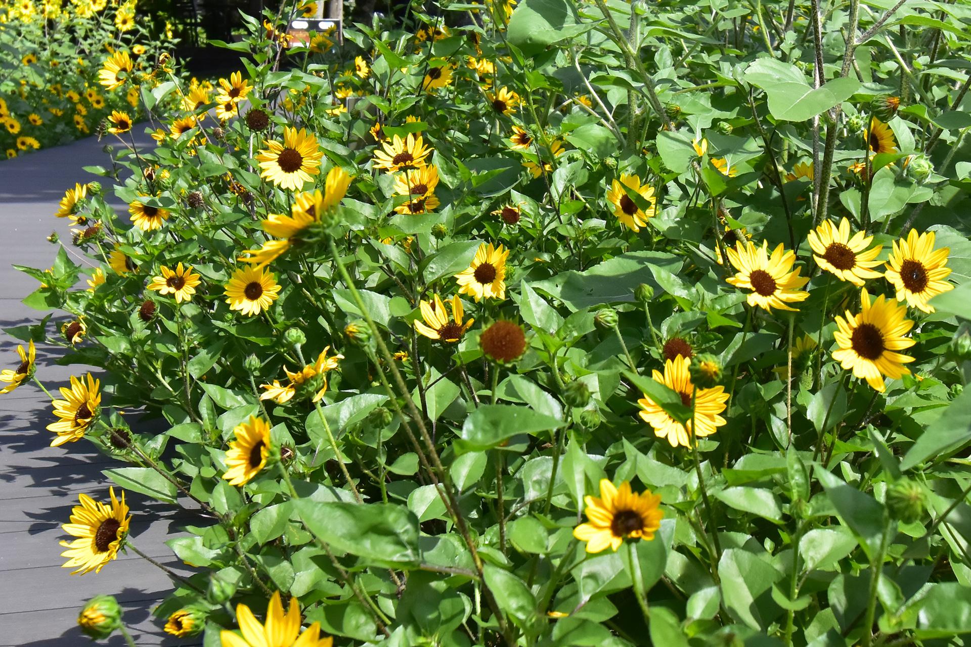 サンビリーバブル