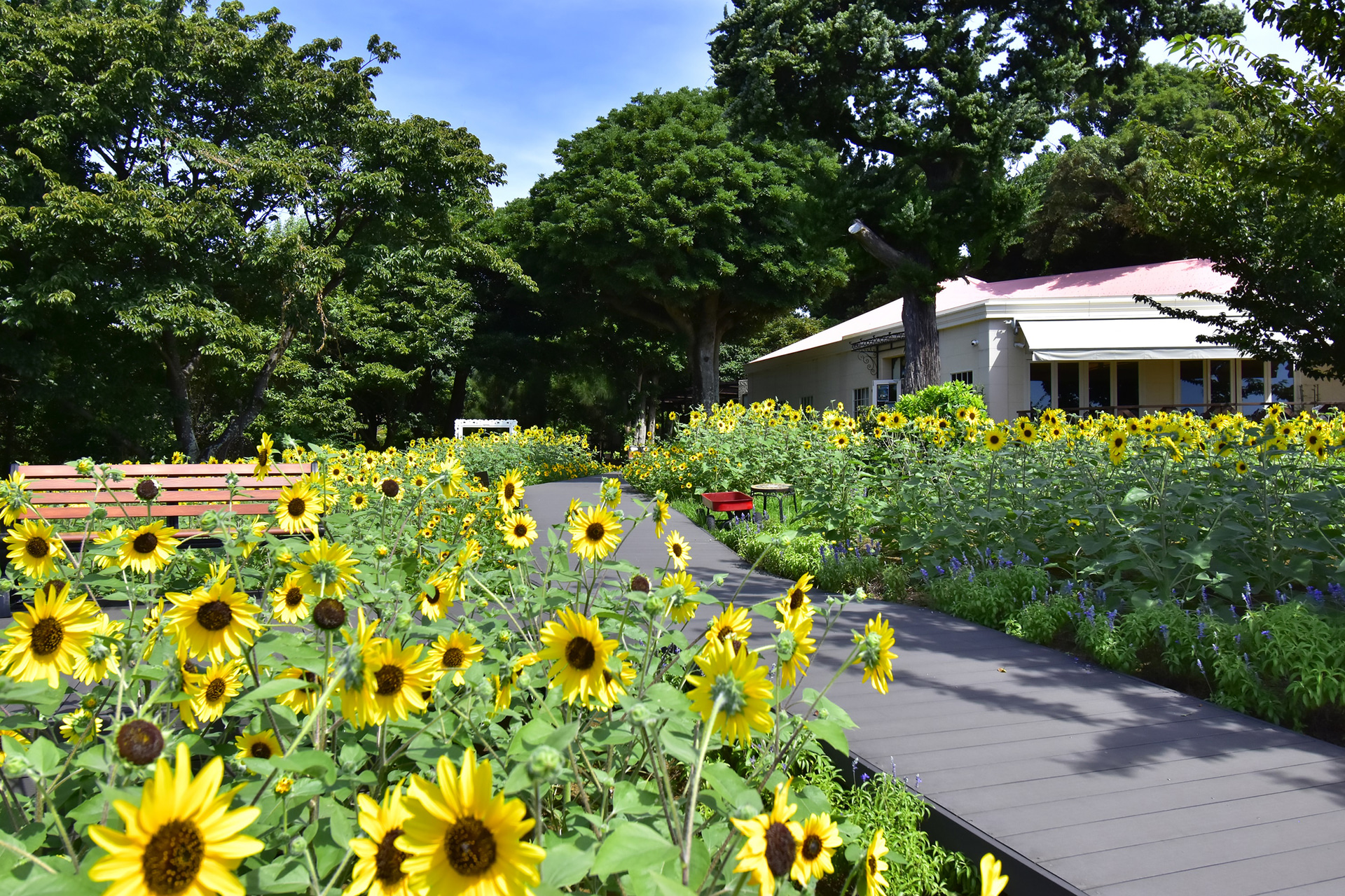 カフェのテラス席からもヒマワリが見渡せる