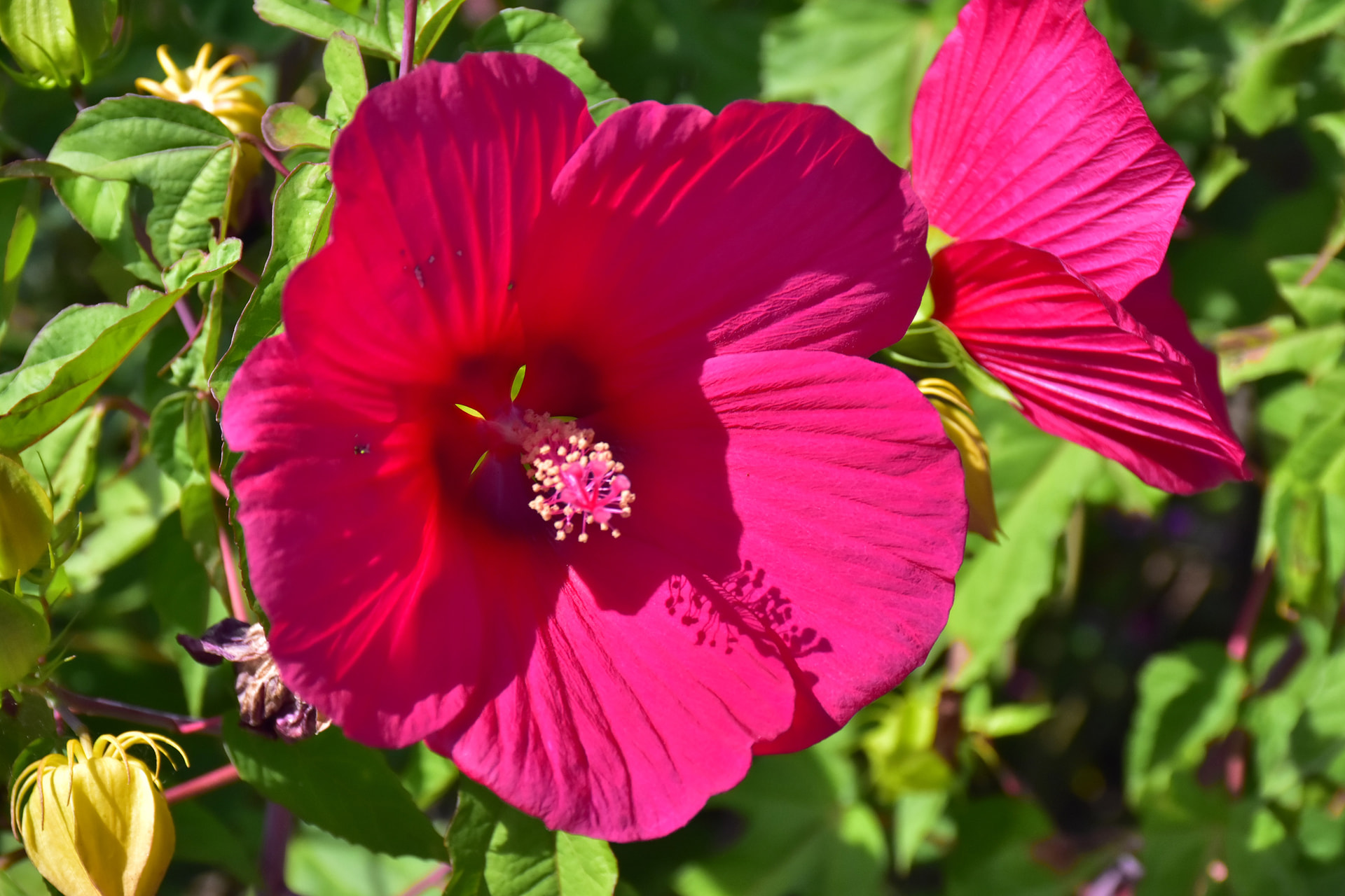 タイタンビカス