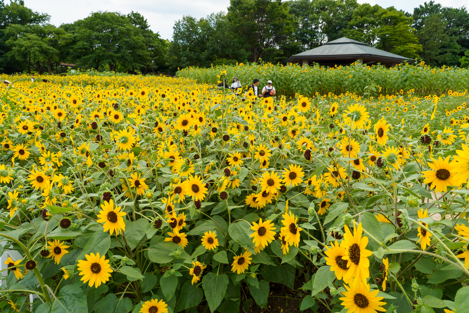 夏の葛西臨海公園でおなじみのひまわり畑