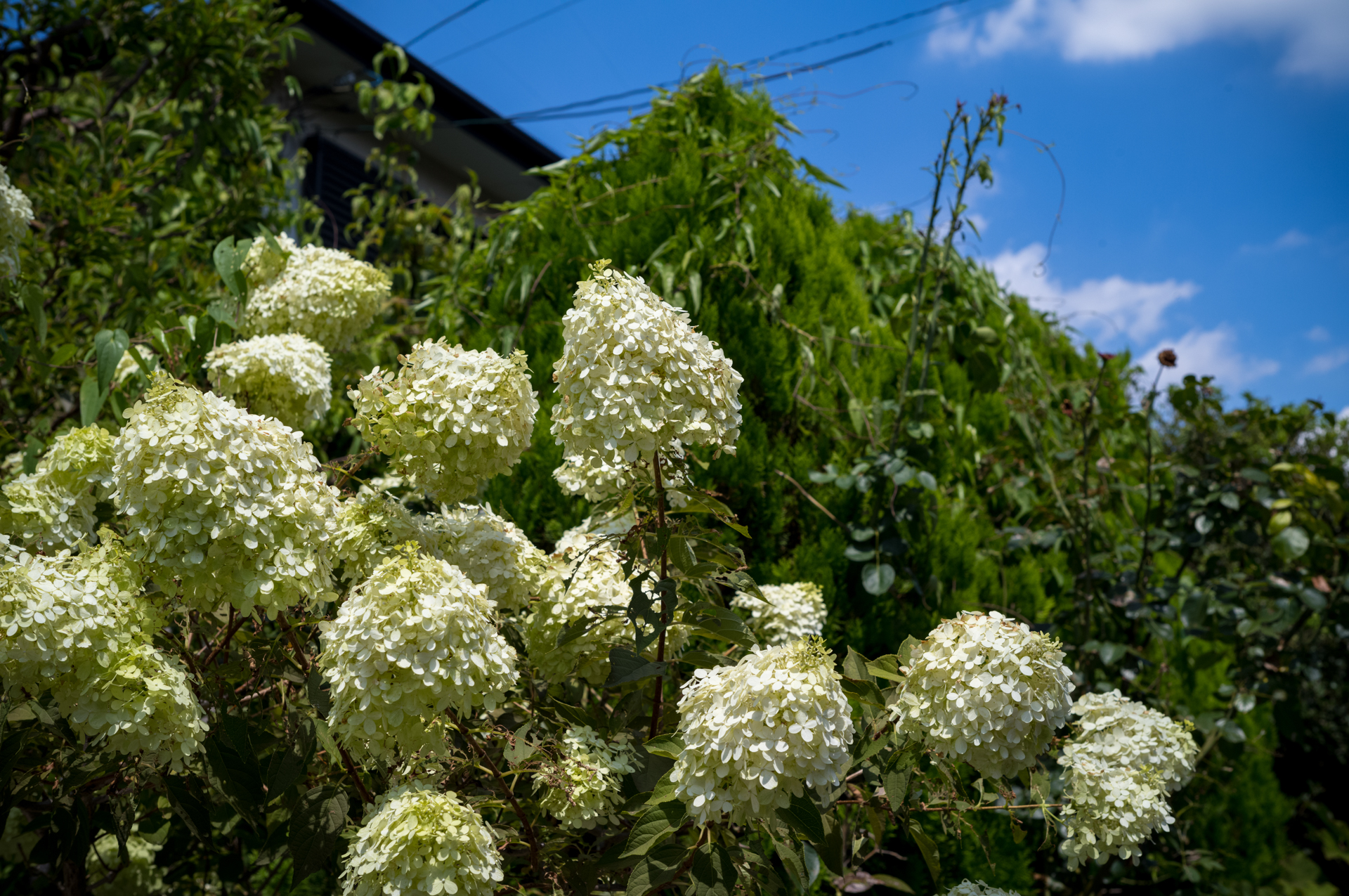 酷暑の強い日差しの中で撮影。苦労しました。ものすごくコントラスト高い状況ですが、階調の繋がり方がいいですねえ。<br><span class="fnt-85">ライカM11-P／COLOR-SKOPAR 50mm F2.2 VM／マニュアル露出（1/1,000秒、F8.0）／ISO 200</span>
