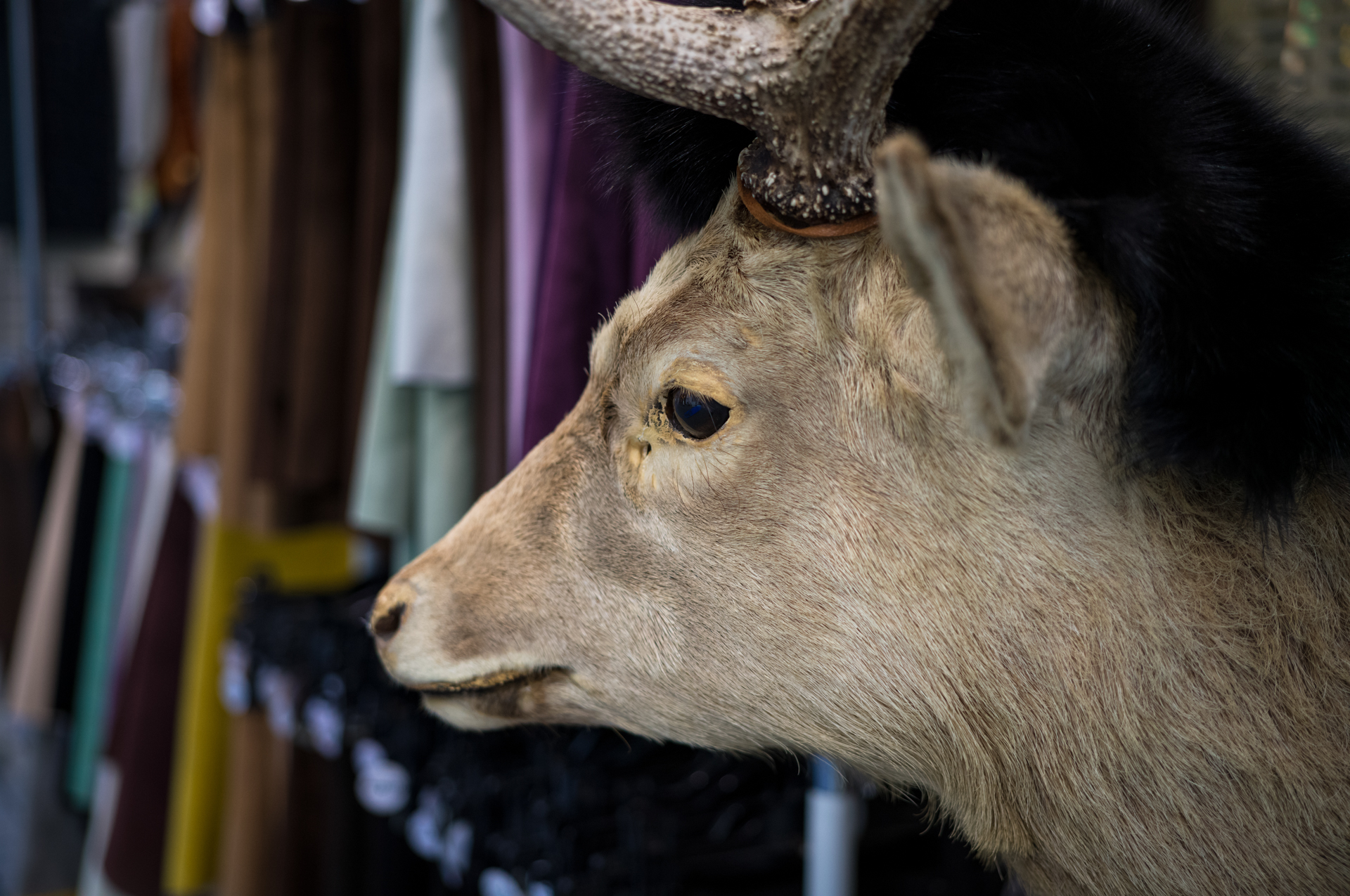 街の洋品店にいた鹿。絞り開放。毛並みの描写もいいですし、合焦点に潤いがあります。<br><span class="fnt-85">ライカM11-P／COLOR-SKOPAR 50mm F2.2 VM／マニュアル露出（1/320秒、F2.2）／ISO 400</span>