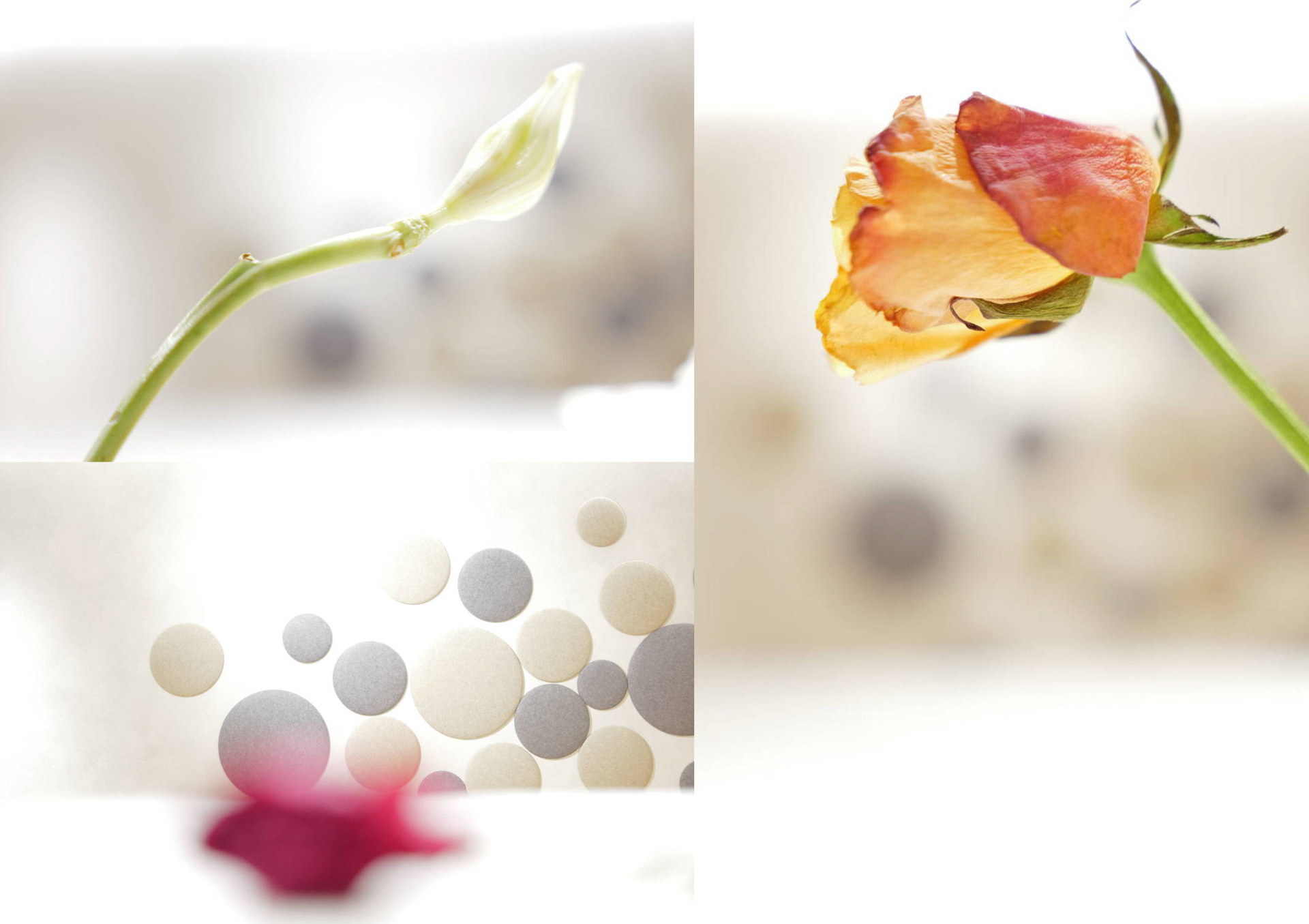 ライカSL3で撮影した花