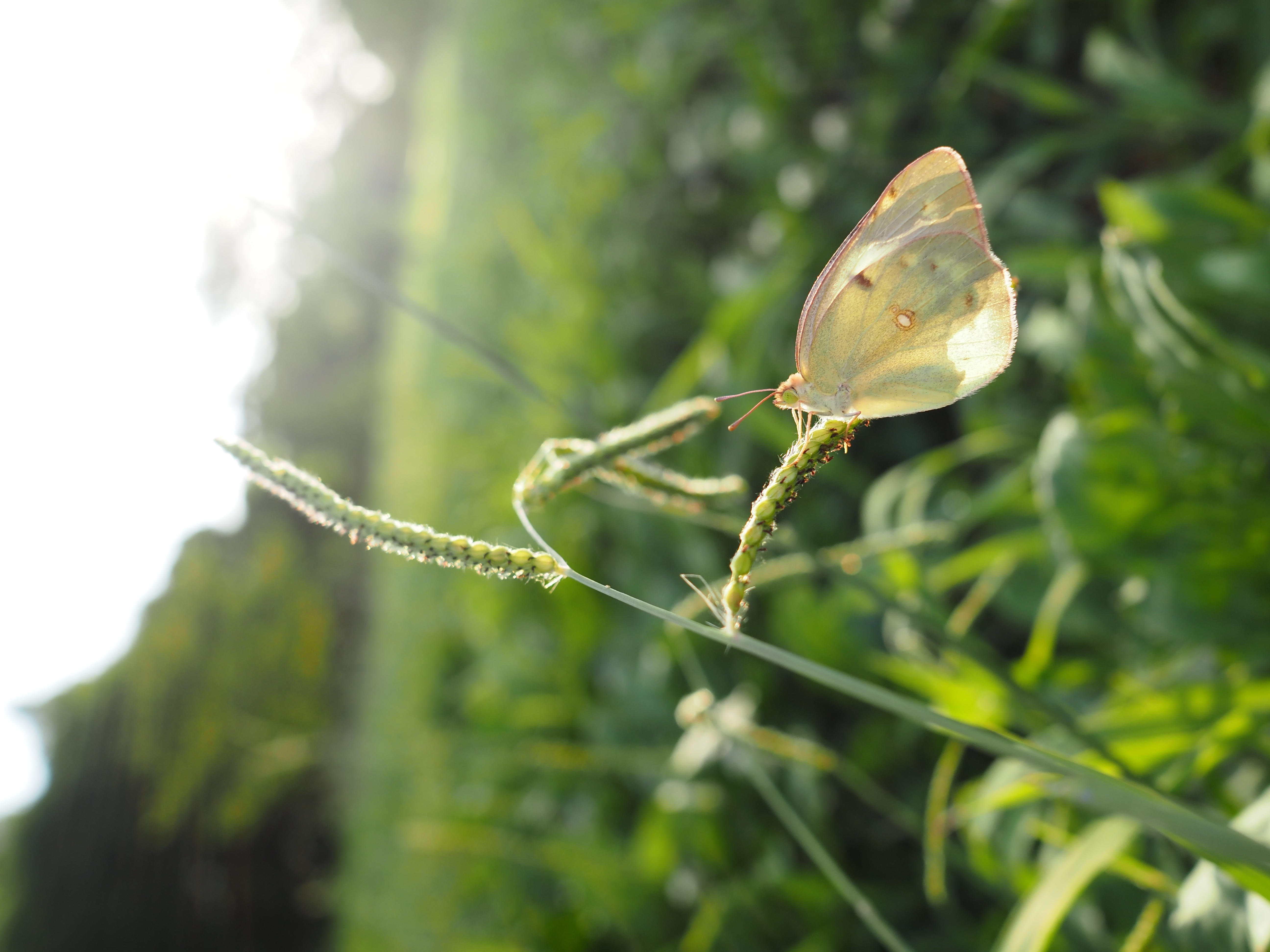 OM SYSTEM OM-5／M.ZUIKO DIGITAL 17mm F1.8／絞り優先AE（1/400秒、F3.5、＋0.7EV）／ISO 200