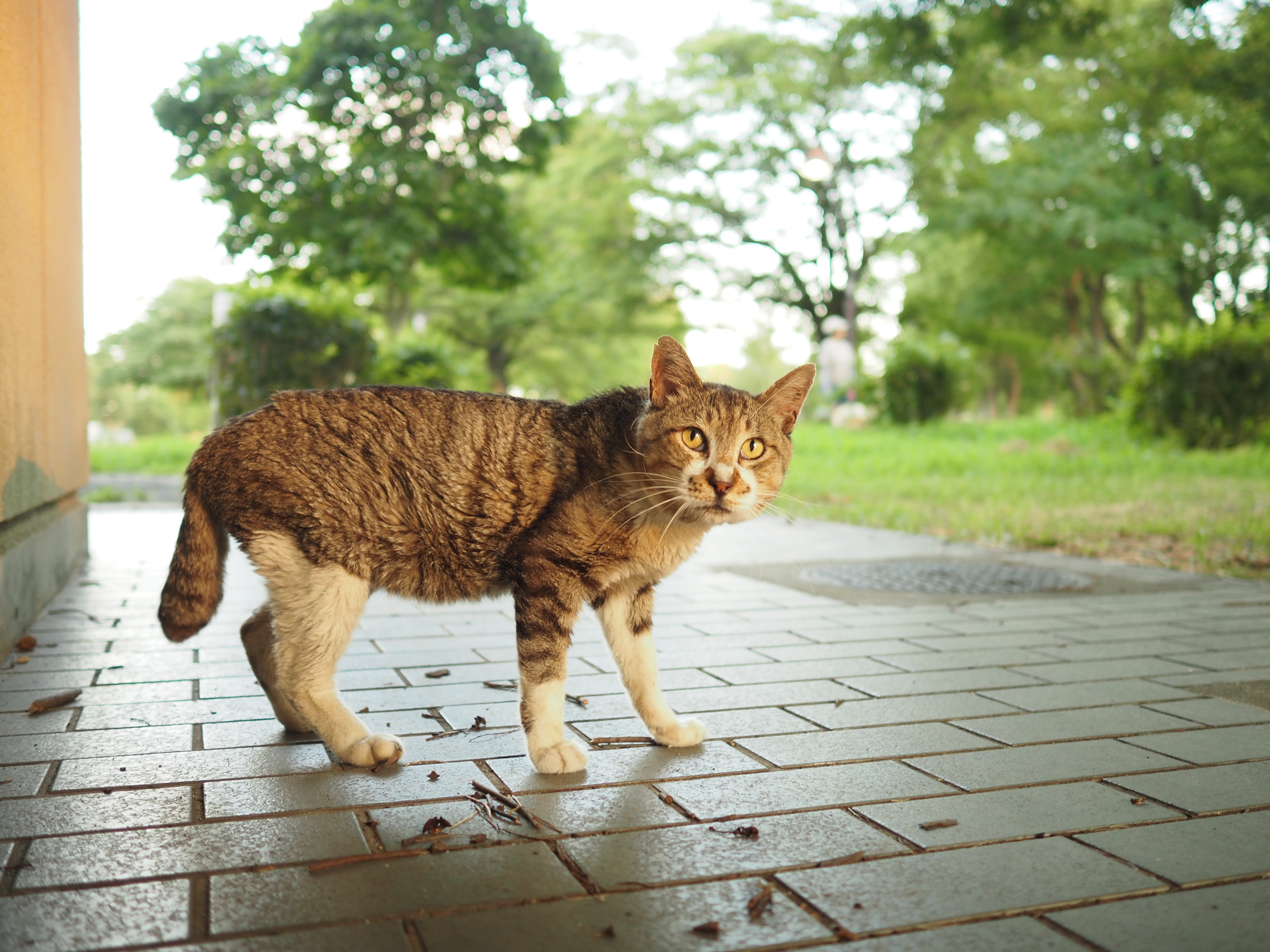 OM SYSTEM OM-5／M.ZUIKO DIGITAL 17mm F1.8／絞り優先AE（1/60秒、F1.8、＋1.0EV）／ISO 250