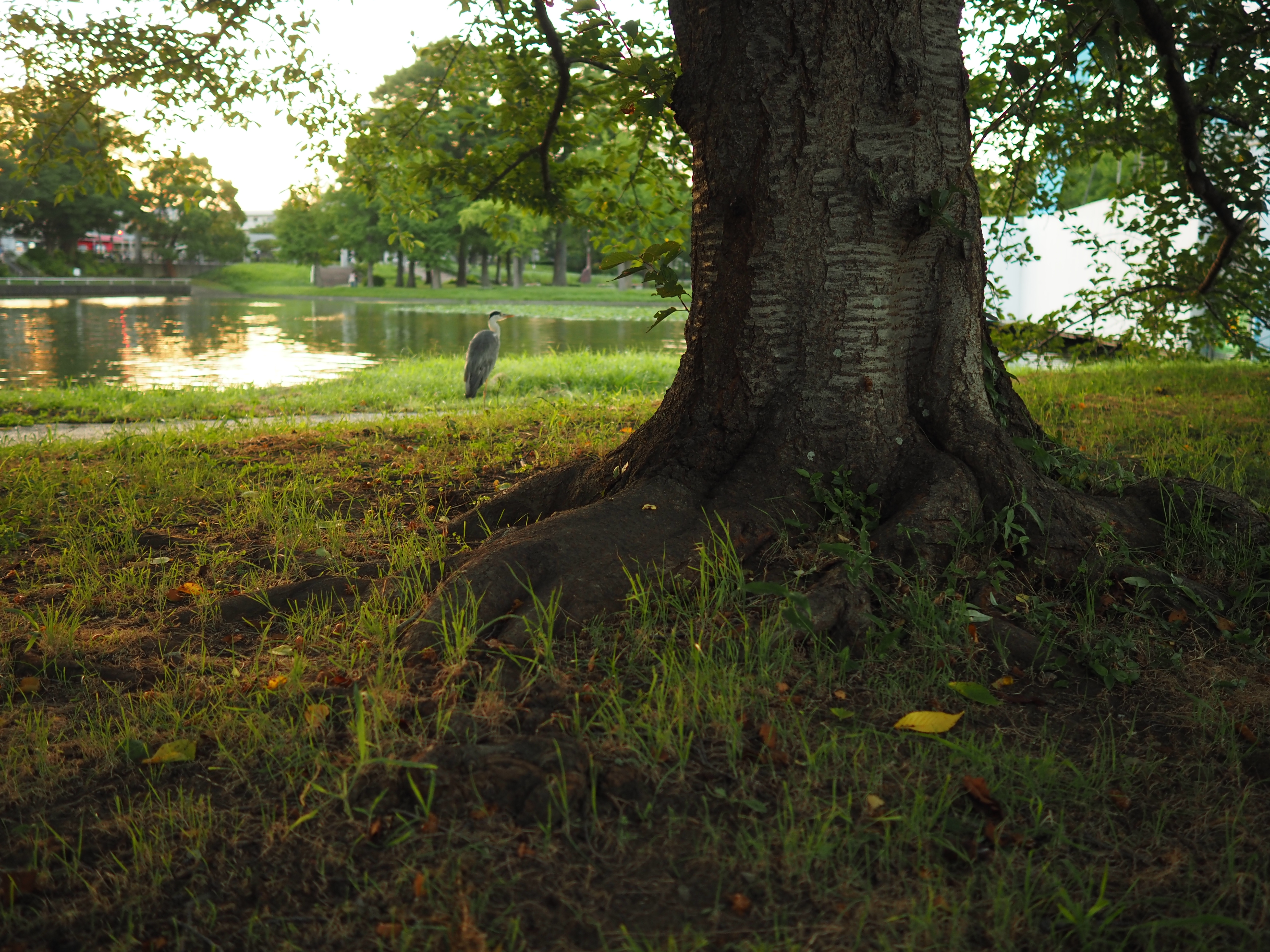OM SYSTEM OM-5／M.ZUIKO DIGITAL 17mm F1.8／絞り優先AE（1/100秒、F1.8、＋1.0EV）／ISO 200
