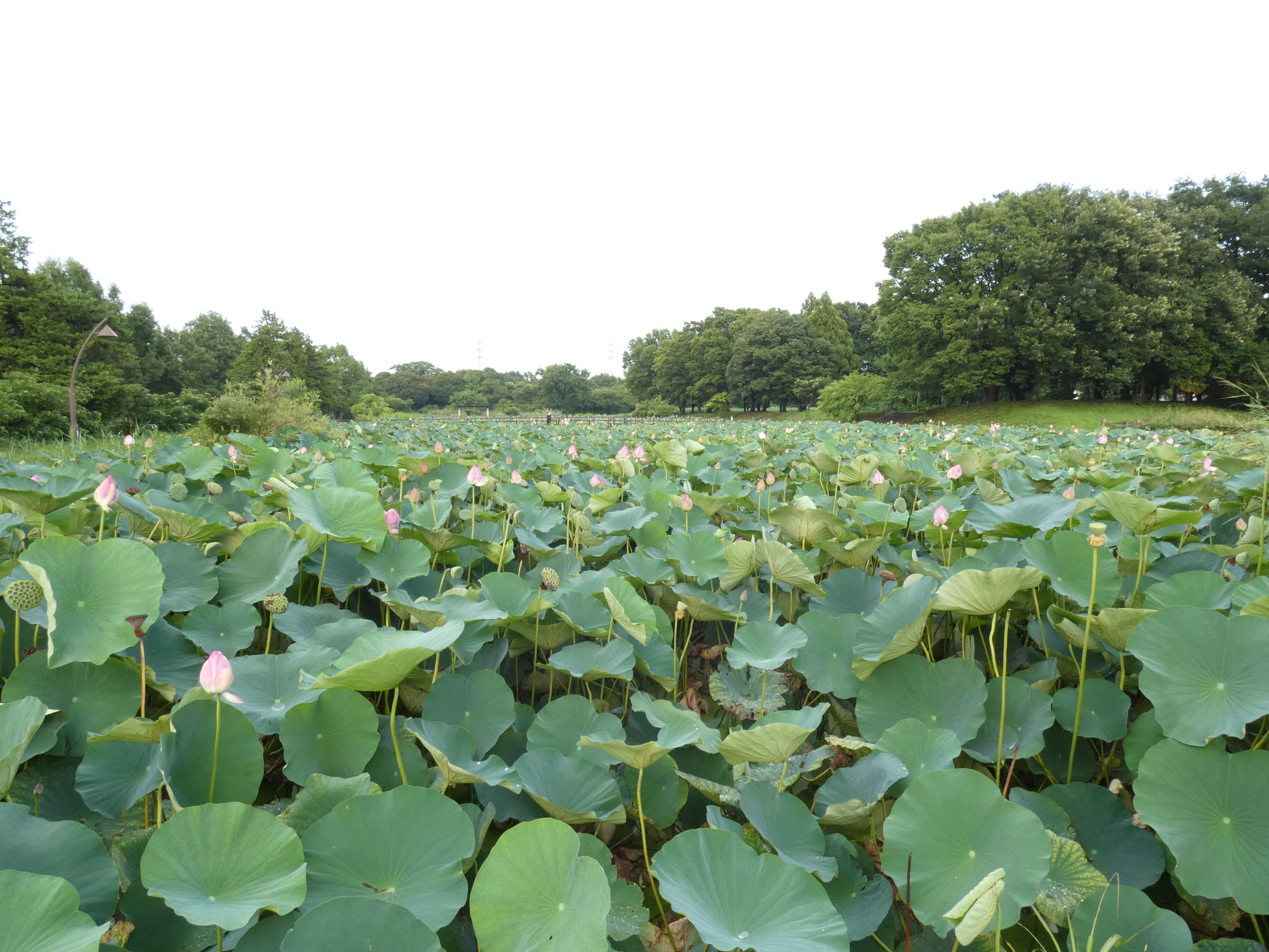 LUMIX FZ85D／3.58mm（20mm相当）／絞り優先AE（1/60秒・F5.6・＋1EV）／ISO 125