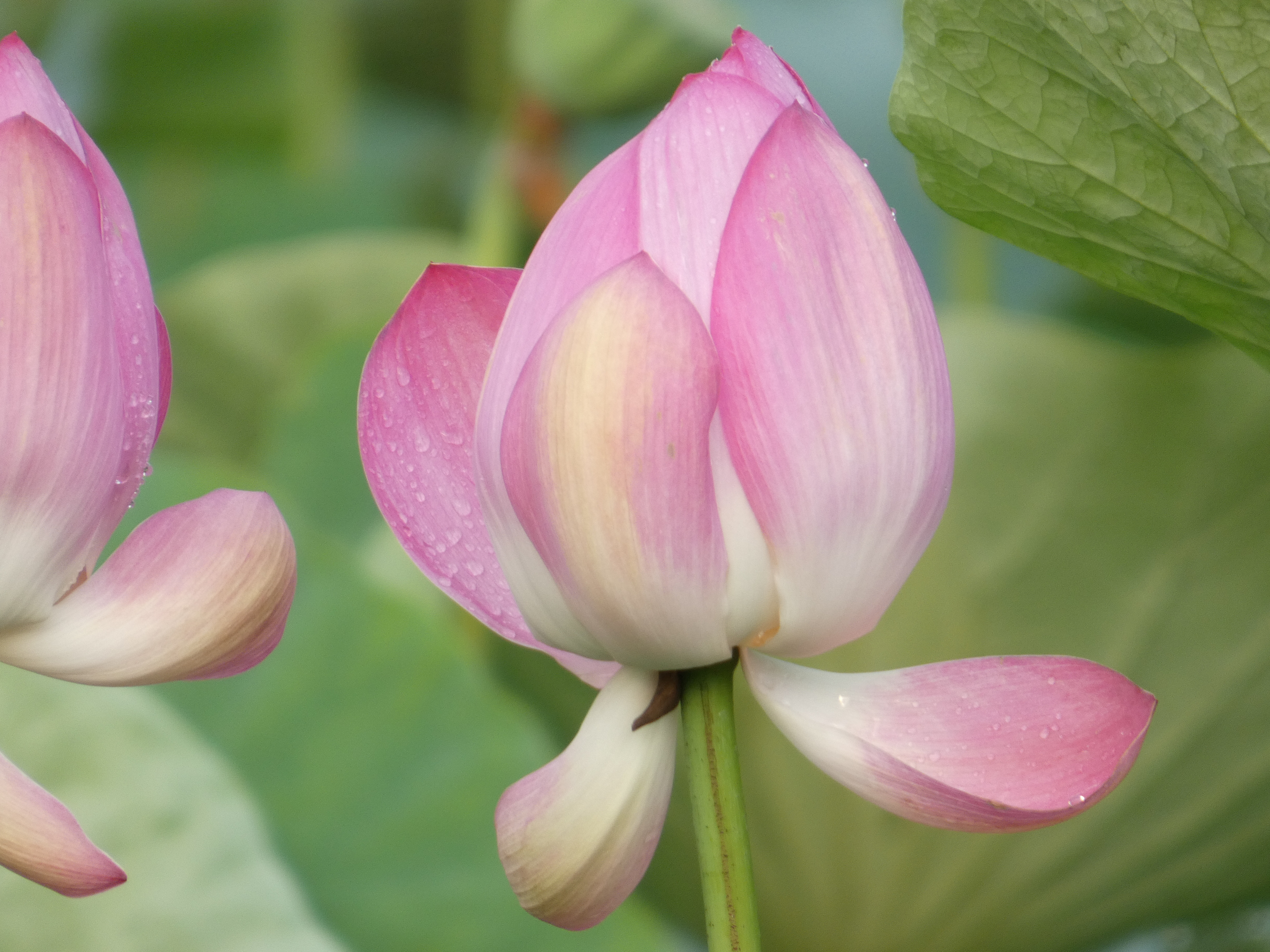 LUMIX FZ85D／215mm（1,200mm相当）／絞り優先AE（1/125秒・F5.9・＋0.7EV）／ISO 125